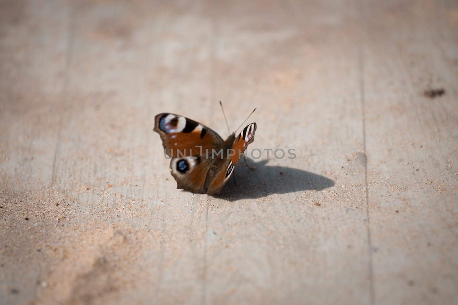 butterfly on wood with sand