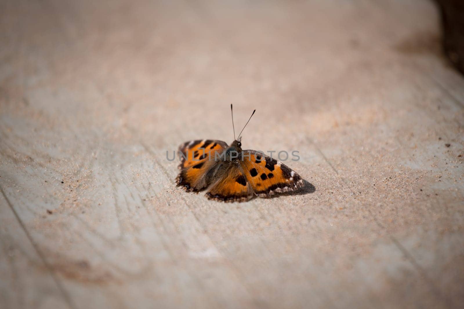 butterfly on wood with sand