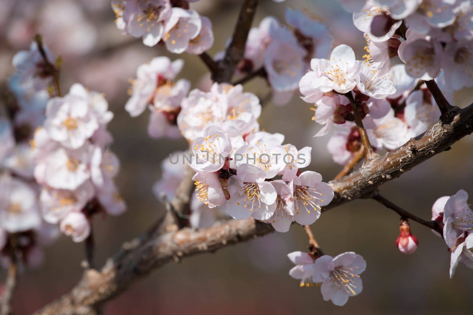 Flowers of an apricot tree on a blue background closeup