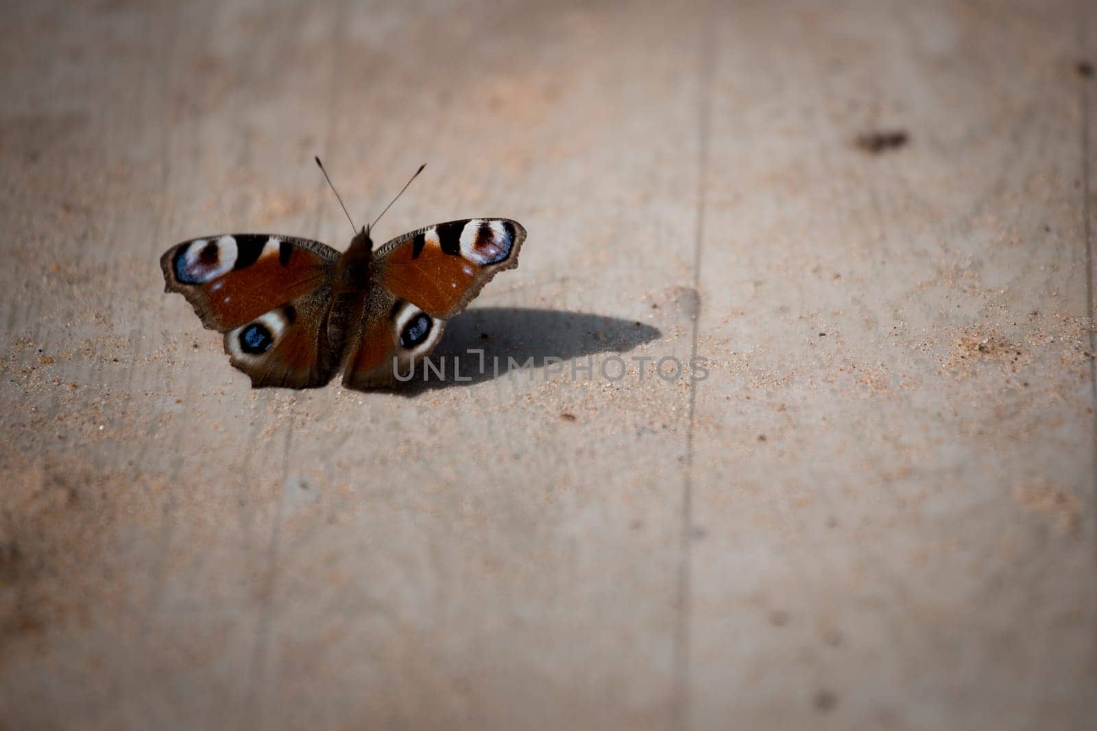 butterfly on wood with sand