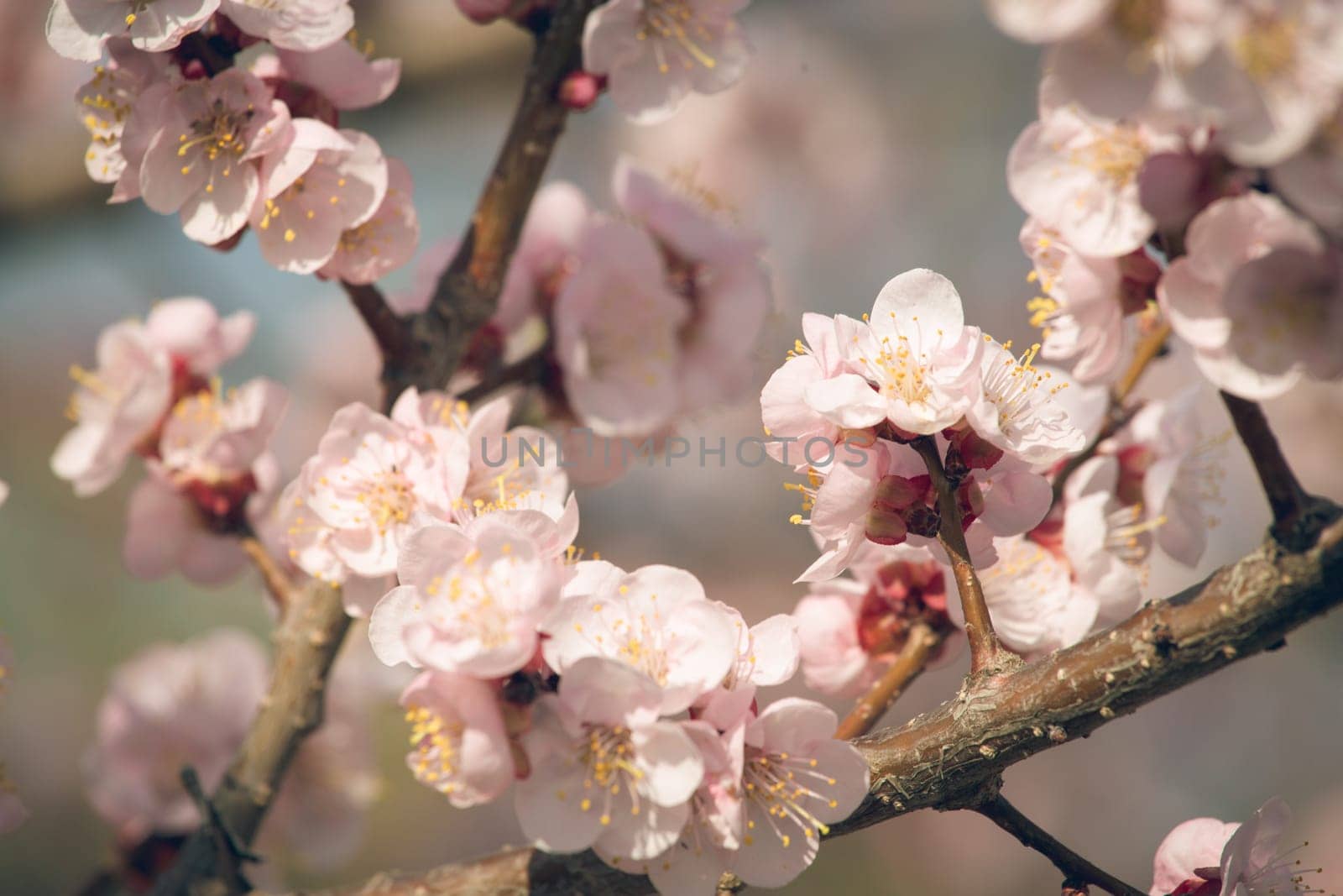 Vintage photo of white apricot tree flowers in spring