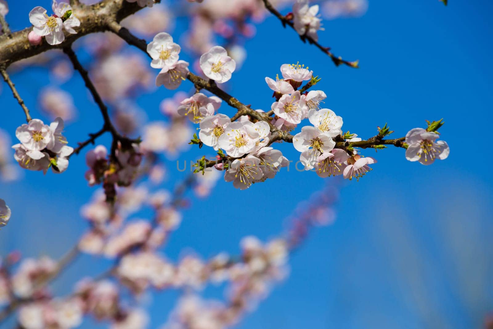 Flowers of an apricot tree on a blue background closeup