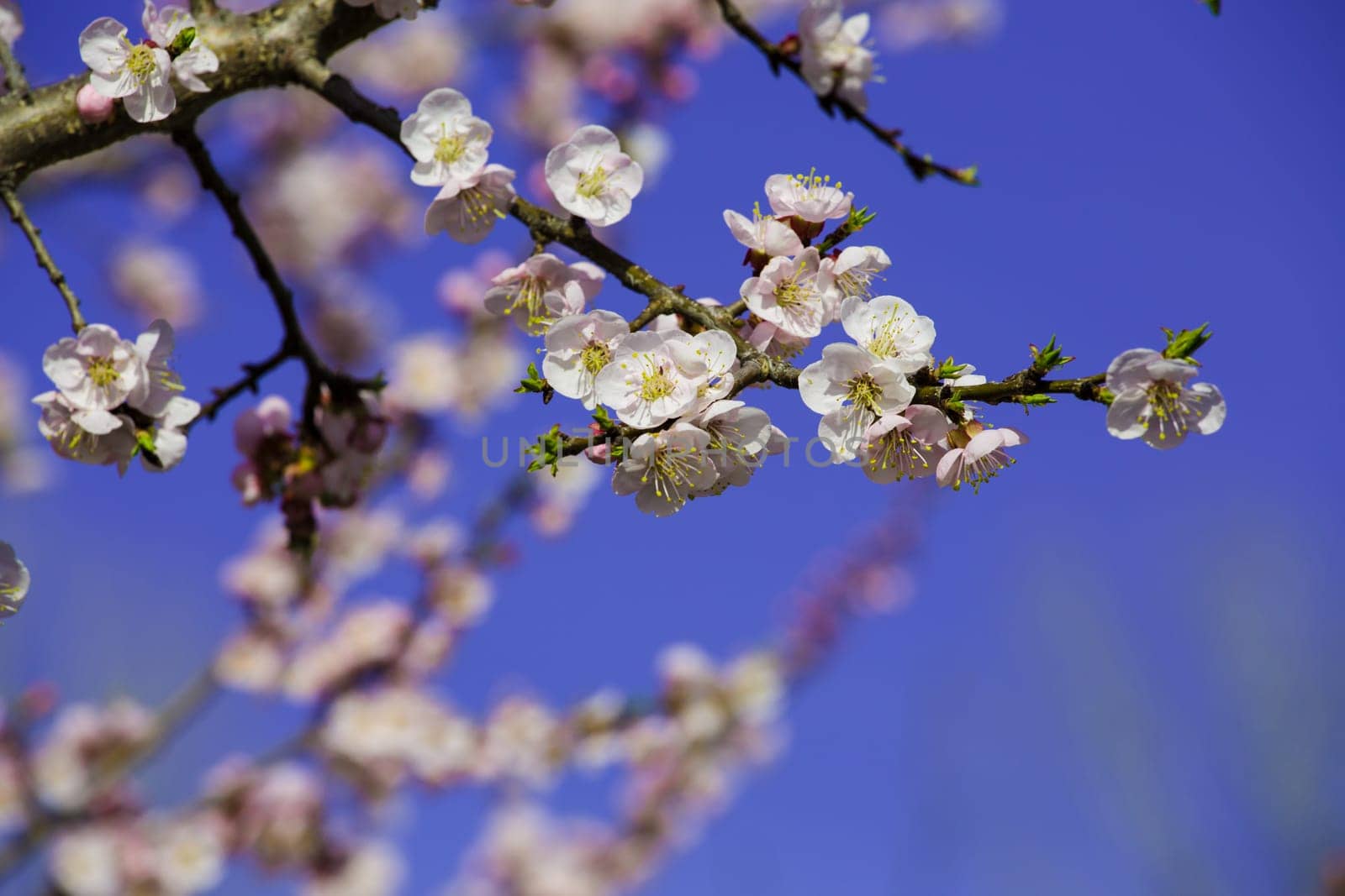 Vintage photo of white apricot tree flowers in spring