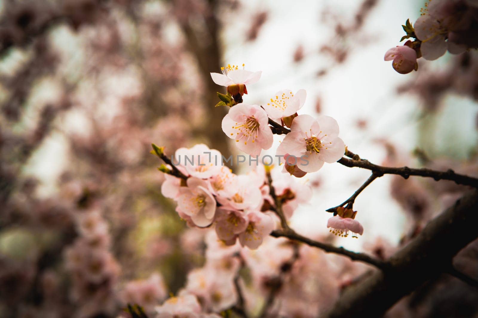 Flowers of an apricot tree on a blue background closeup