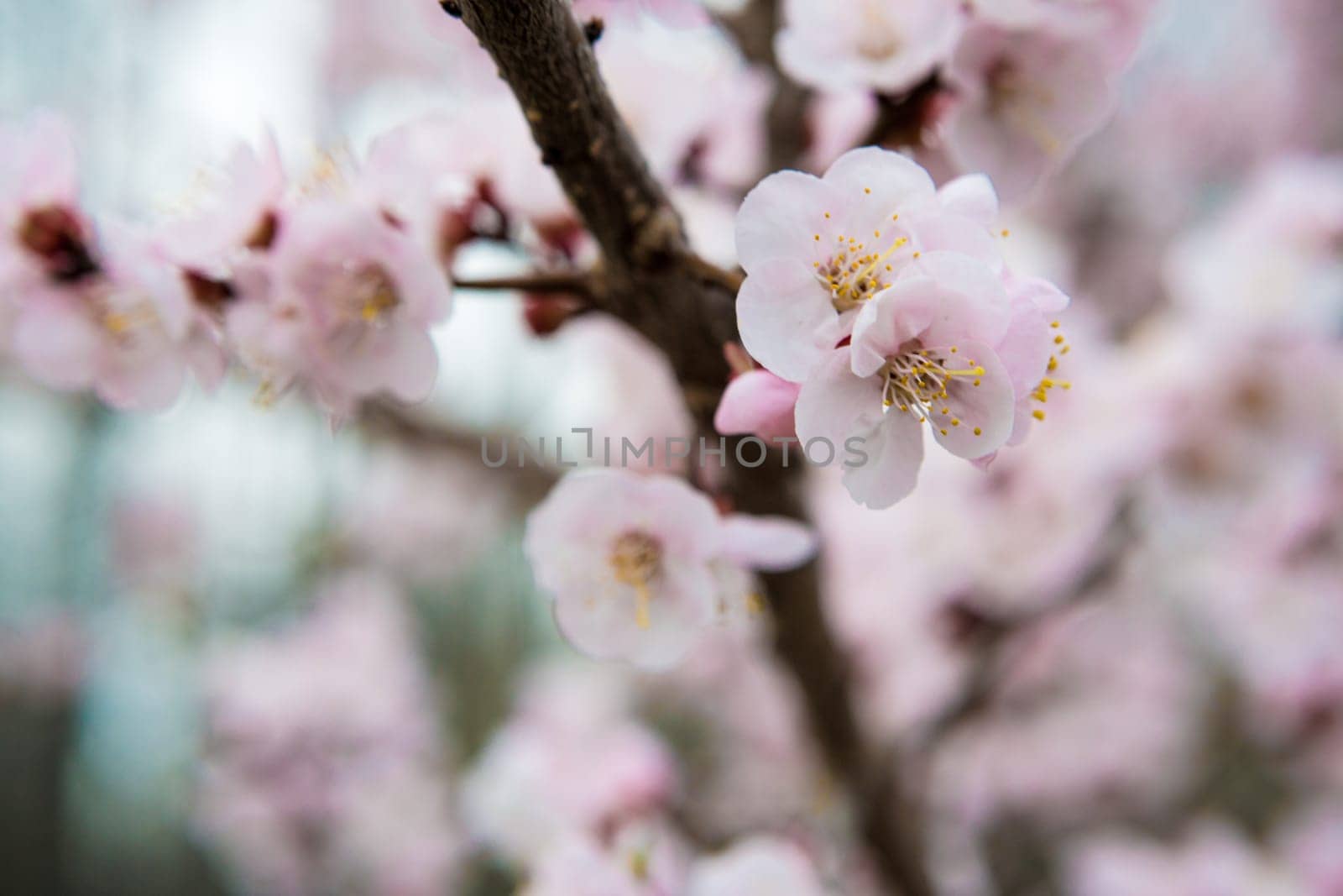 Flowers of an apricot tree on a blue background closeup
