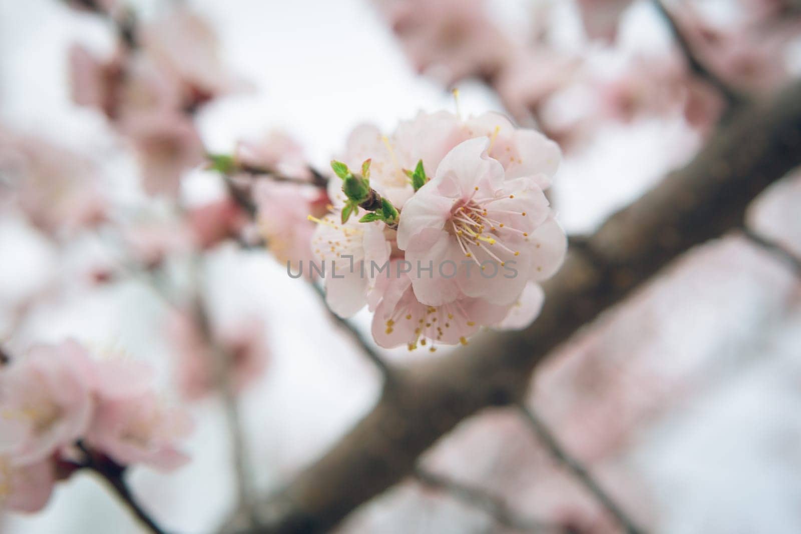Vintage photo of white apricot tree flowers in spring