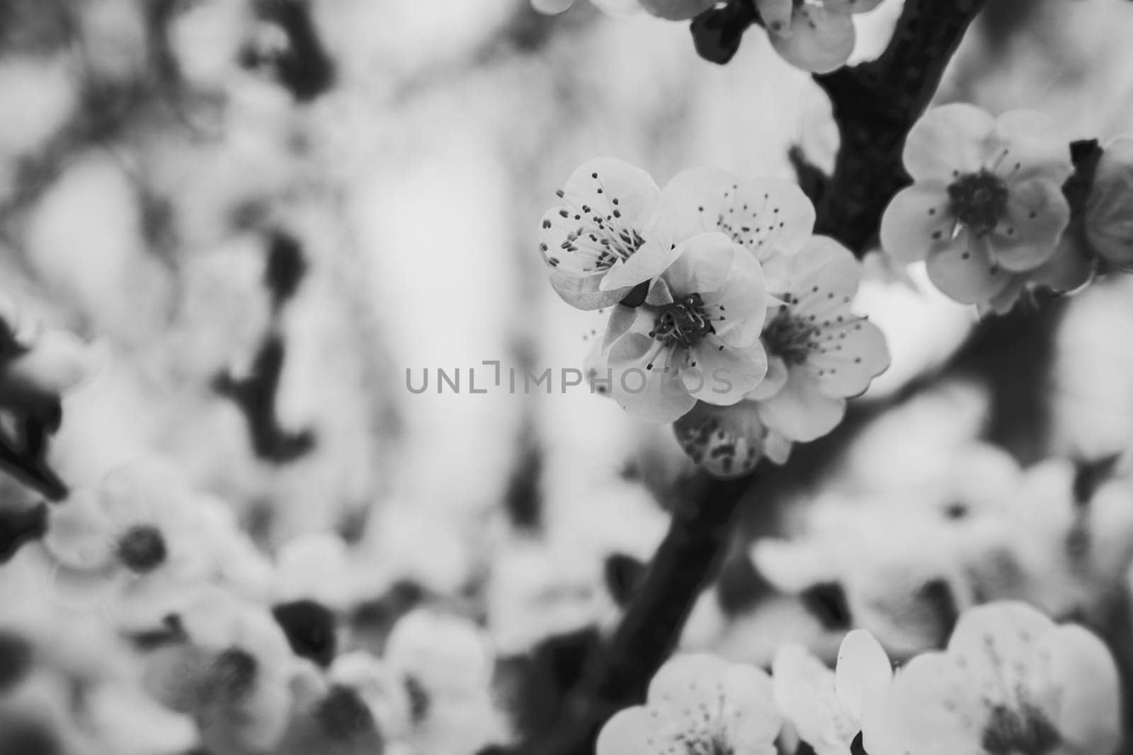 photo illustration of white orchid flowers in black and white halftone