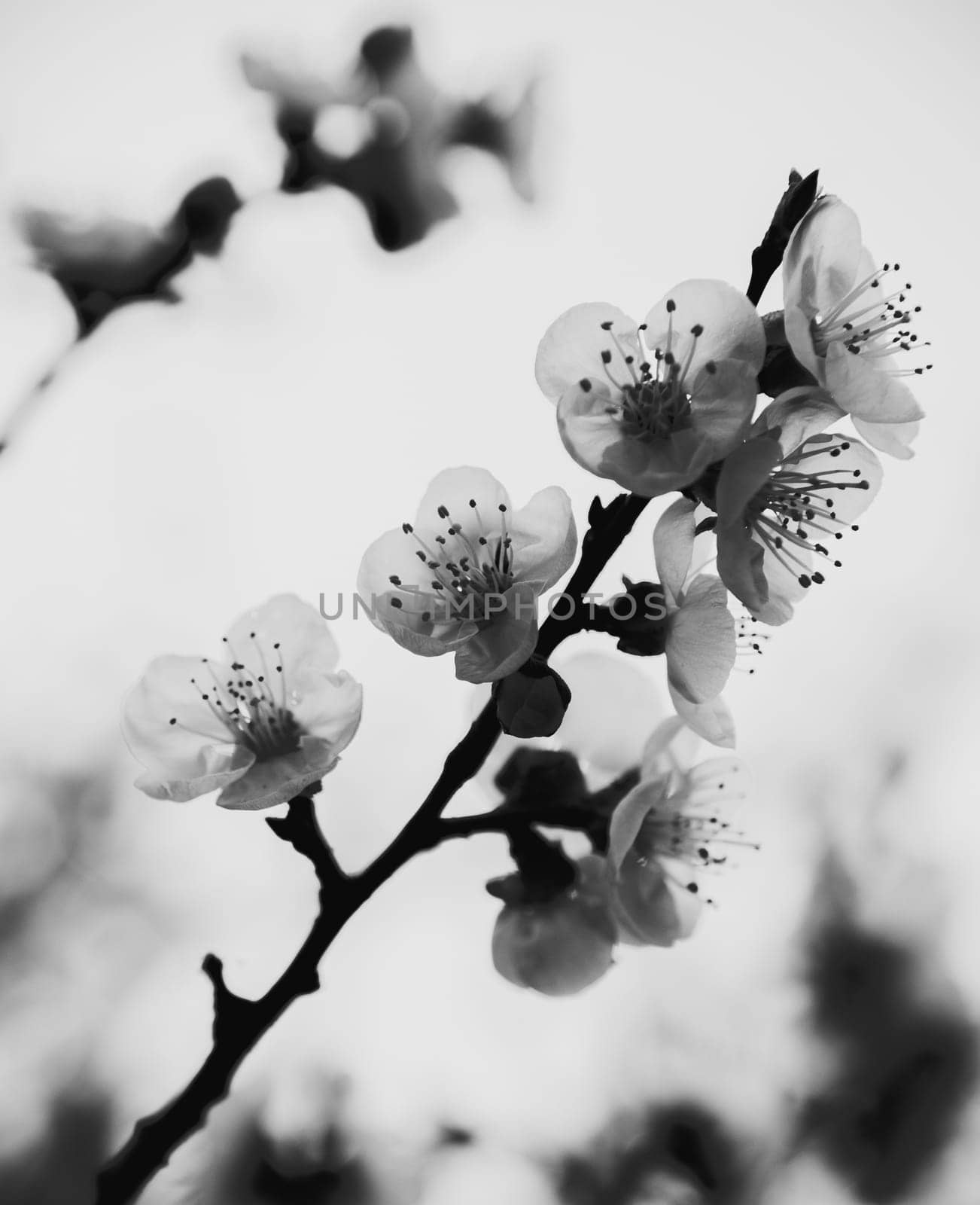 photo illustration of white orchid flowers in black and white halftone