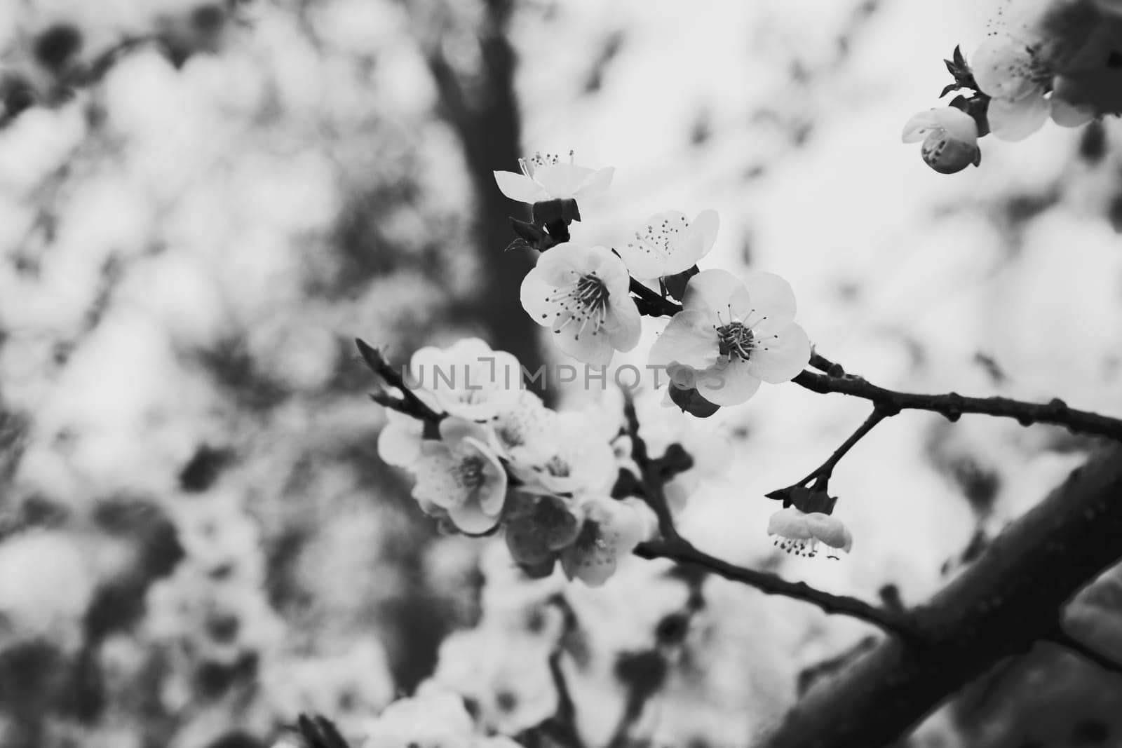 photo illustration of white orchid flowers in black and white halftone
