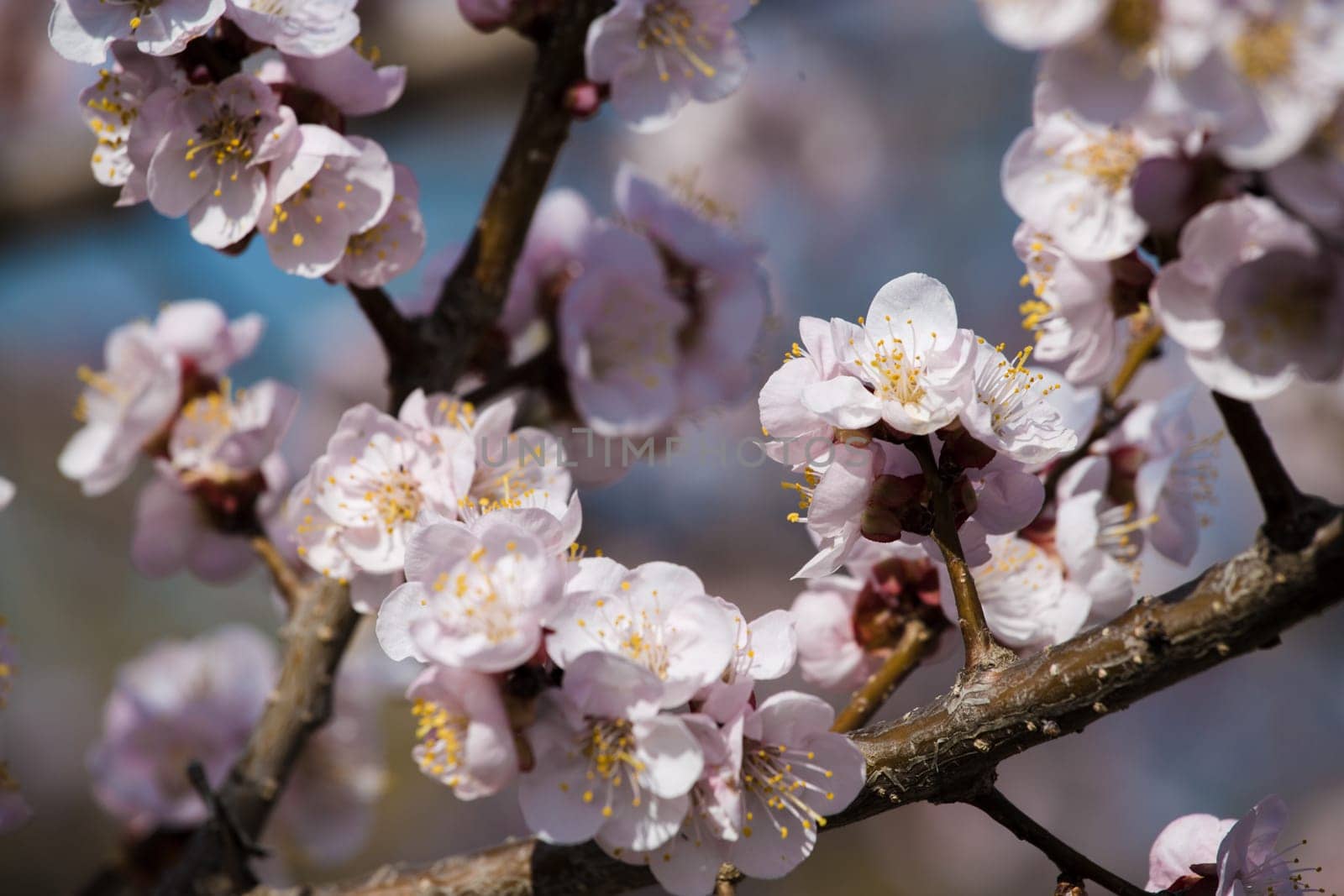 Flowers of an apricot tree on a blue background closeup