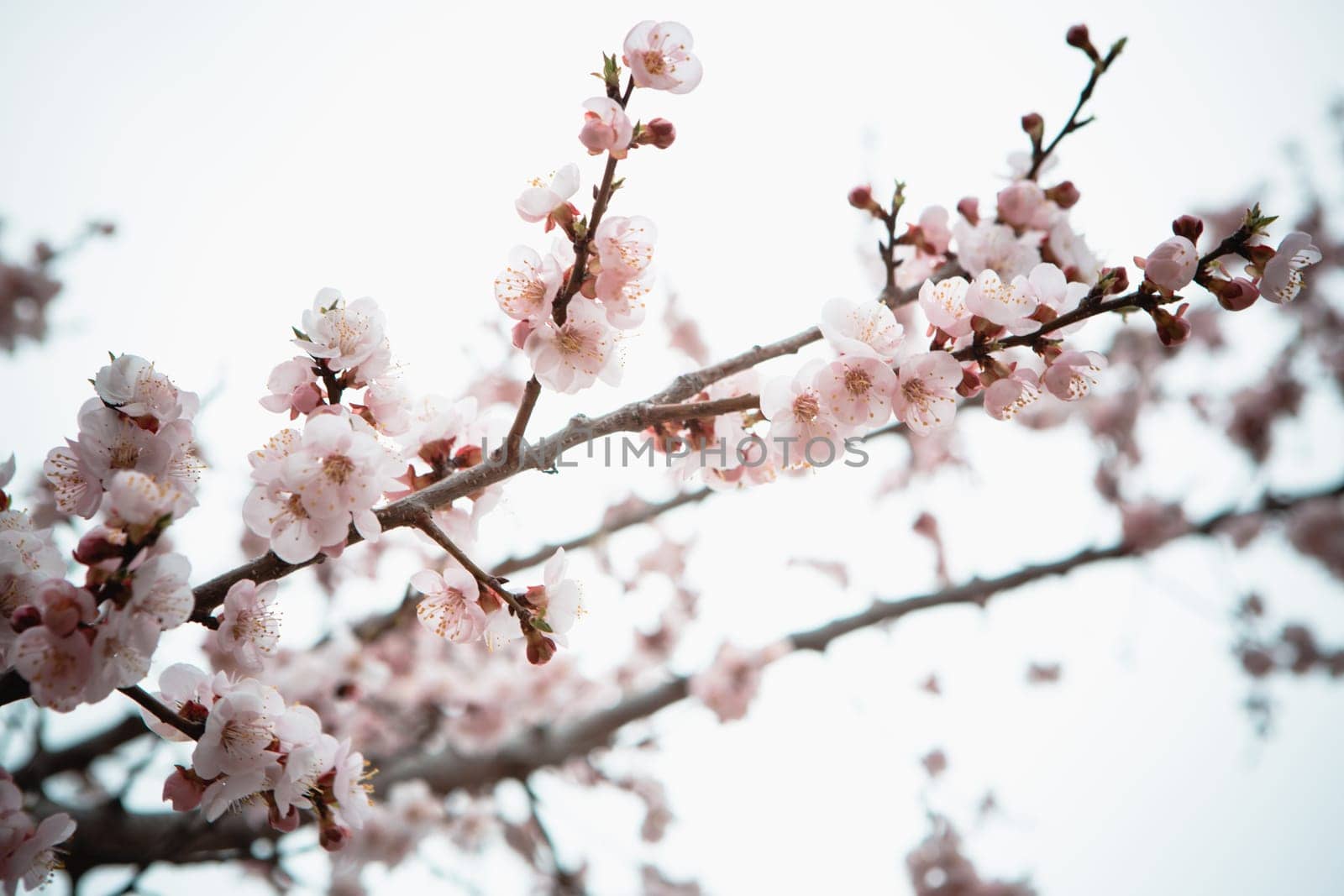 Flowers of an apricot tree on a blue background closeup