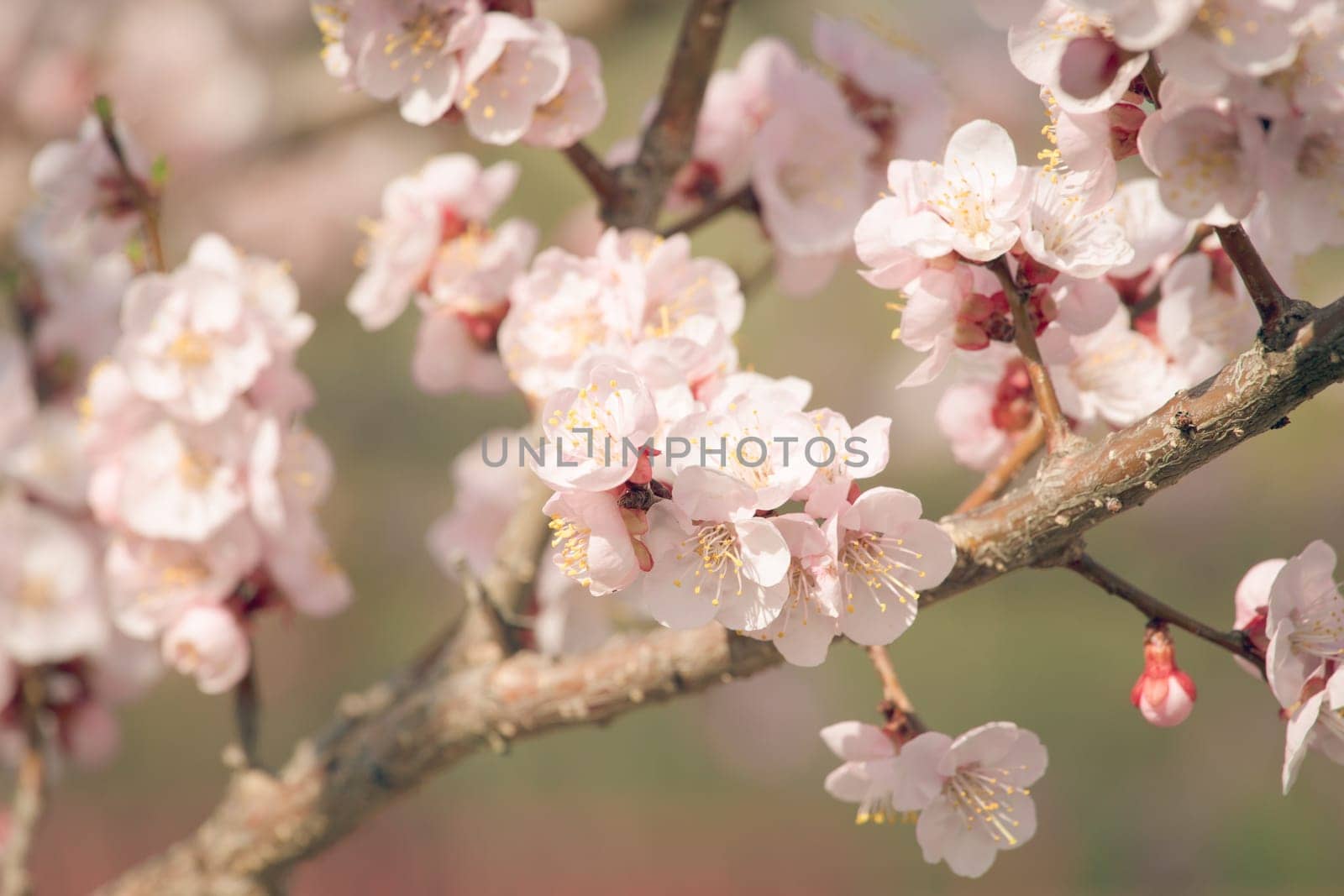 Vintage photo of white apricot tree flowers in spring