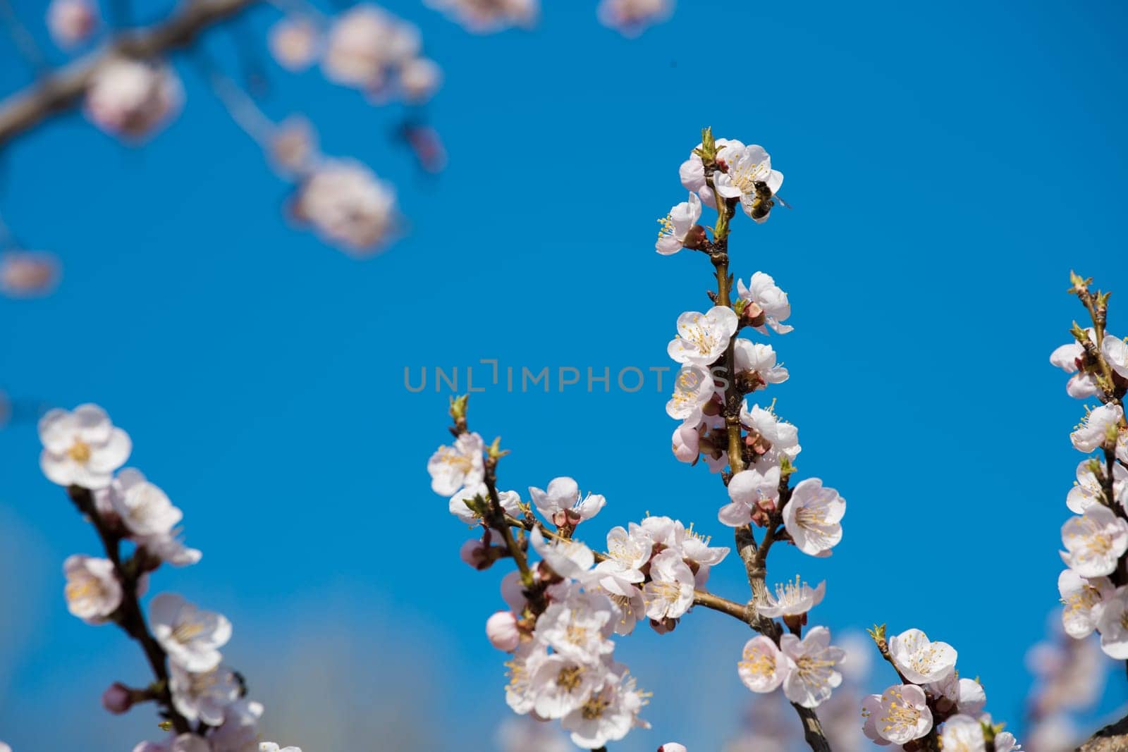 Flowers of an apricot tree on a blue background closeup