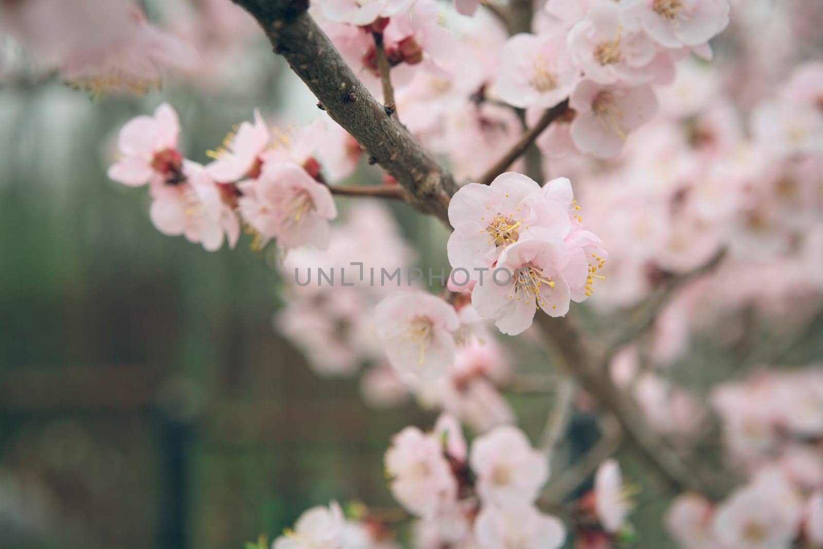 Vintage photo of white apricot tree flowers in spring