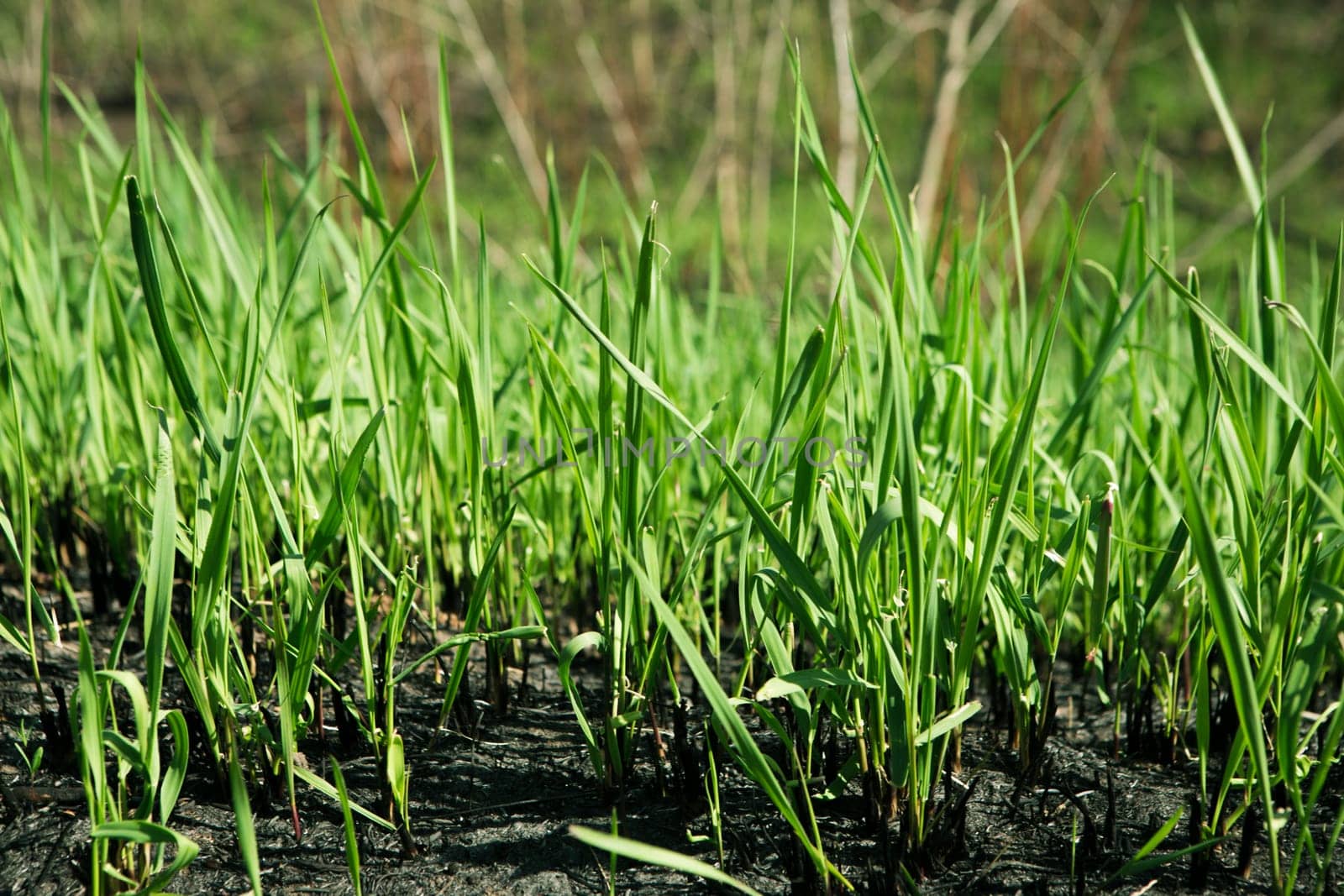 spring grass in sun light and defocused sky on background