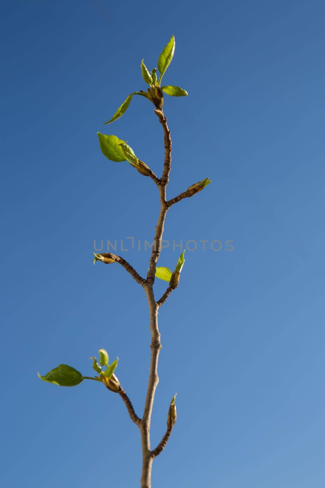 First green leaves on blue sky background. Spring time.