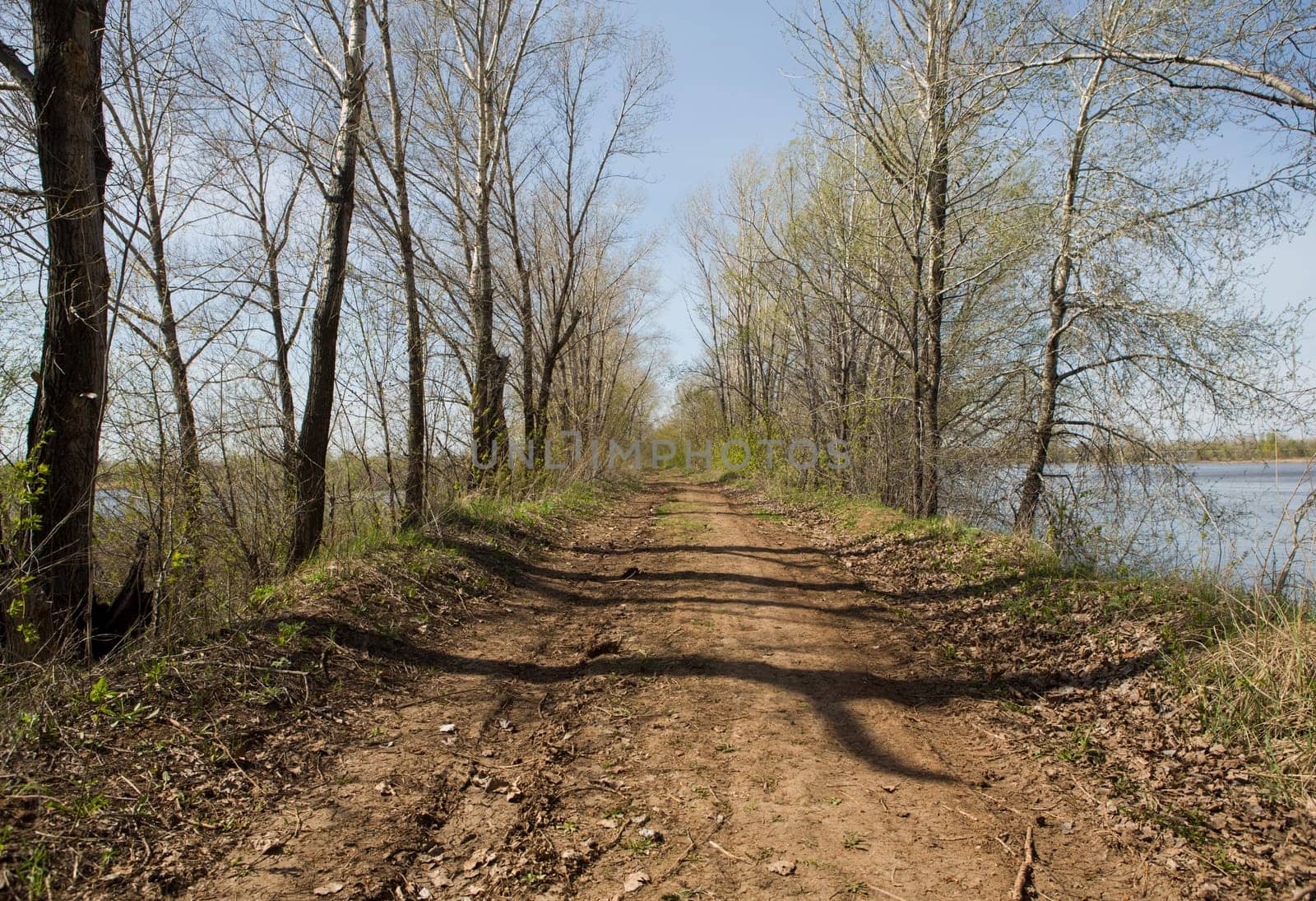 forest