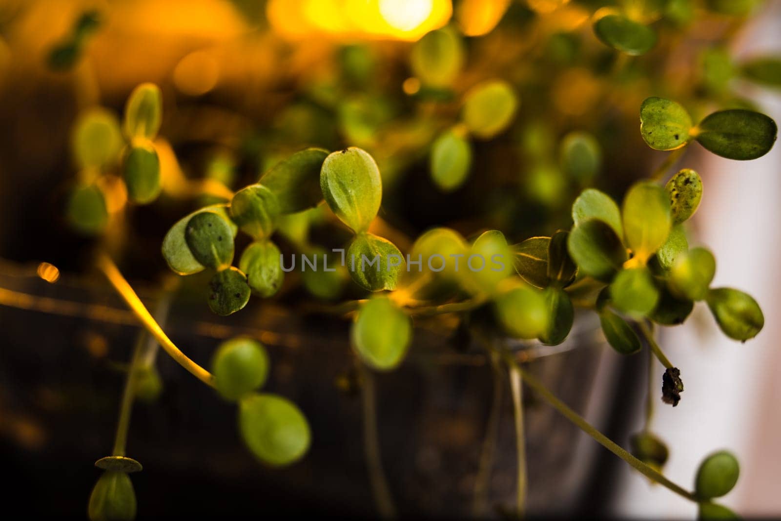 Green seedlings in new life concept