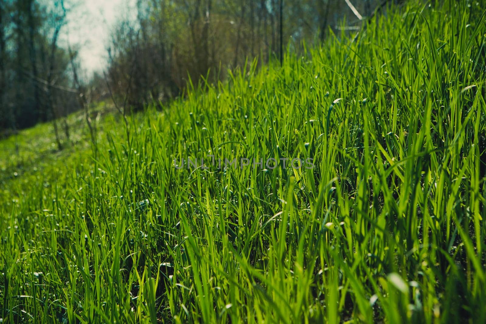 spring grass in sun light and defocused sky on background