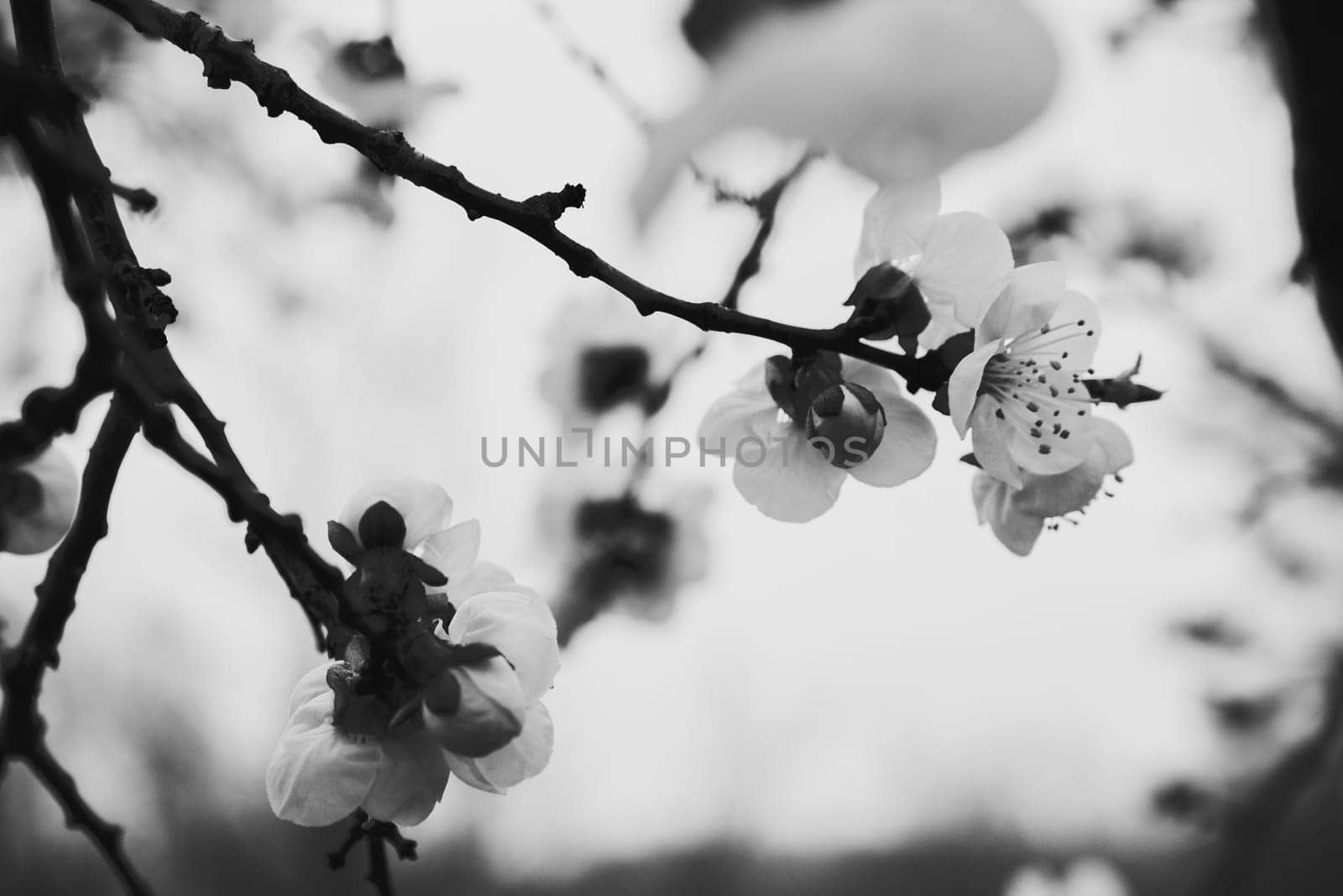 photo illustration of white orchid flowers in black and white halftone
