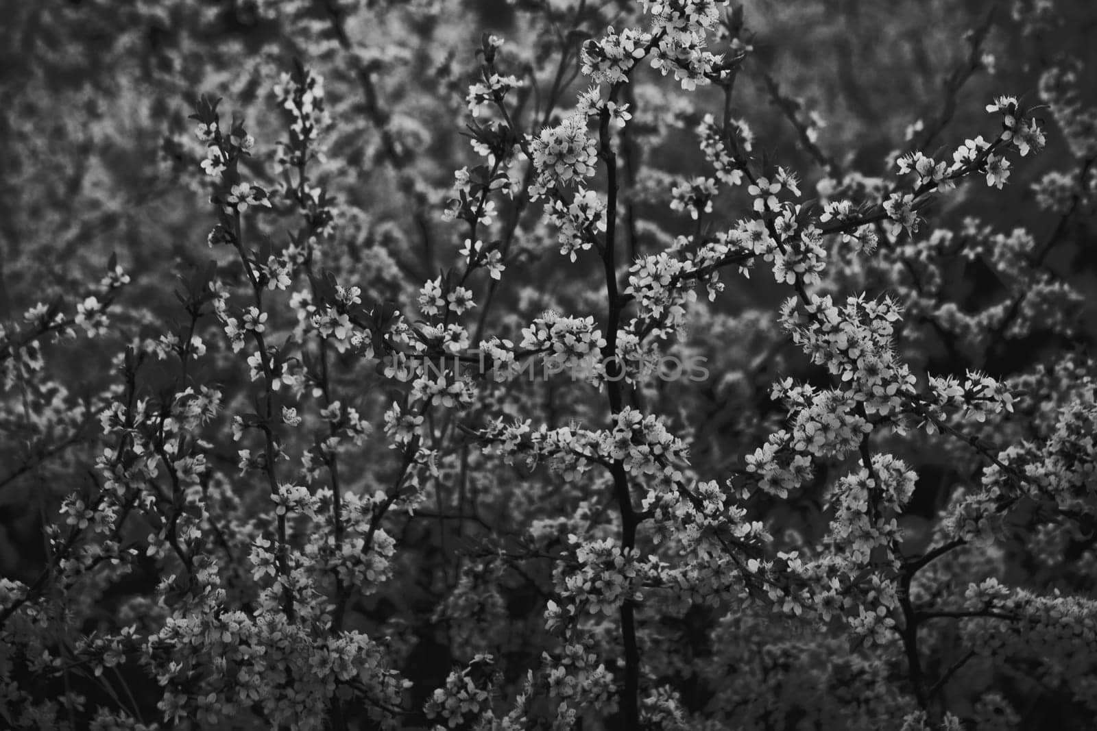 photo illustration of white orchid flowers in black and white halftone