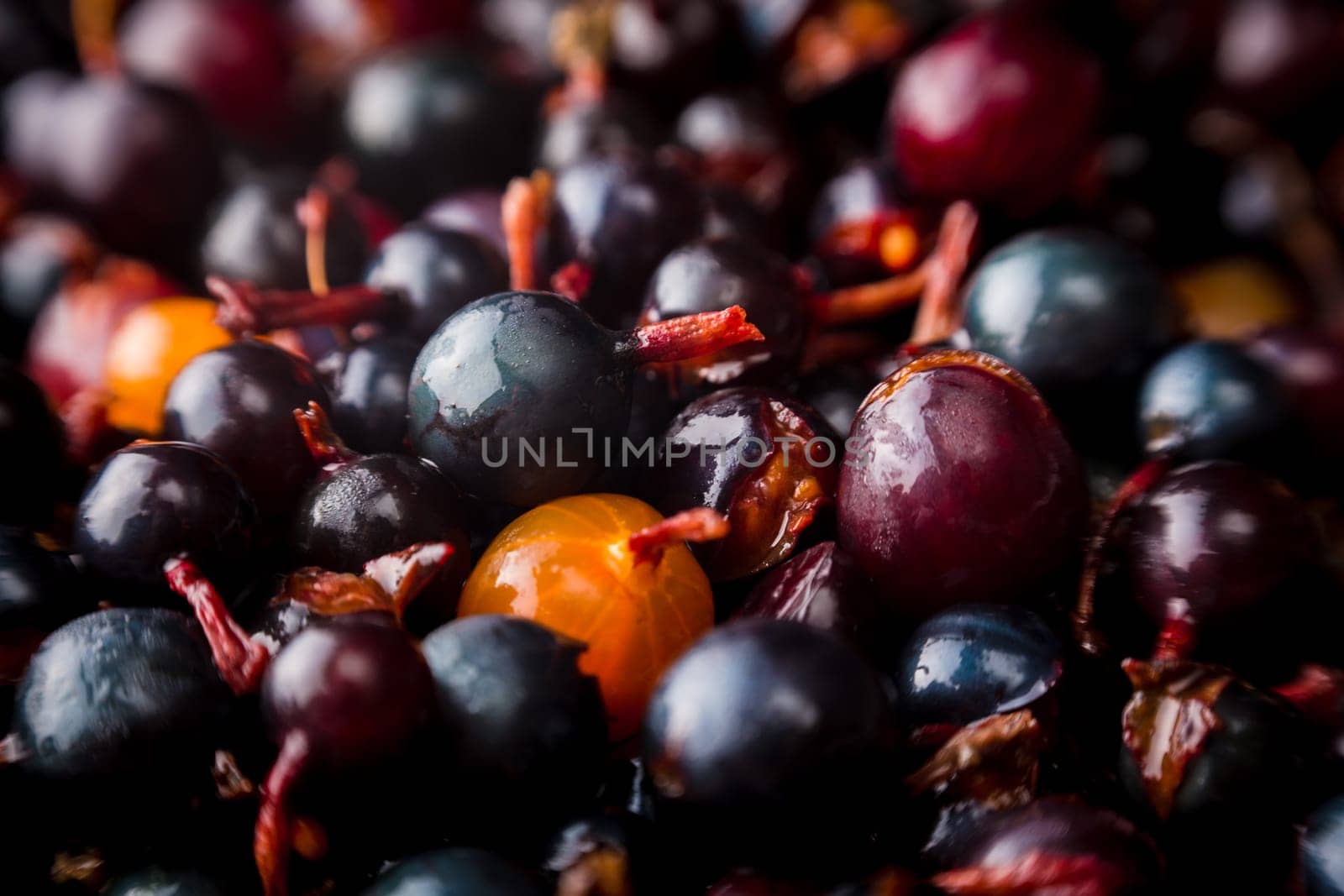 blackcurrant background