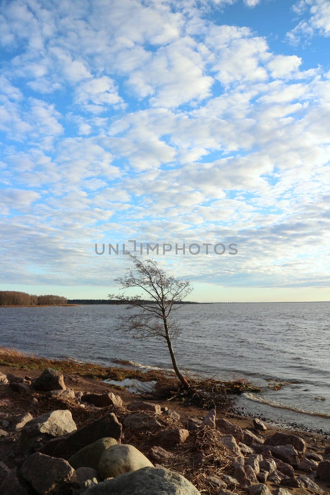 lonely tree clings to the shore ground, fighting for his life with the sea winds, autumn landscape