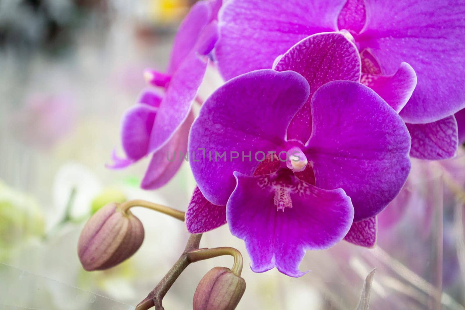 magenta or purple vivid orchid flowers closeup