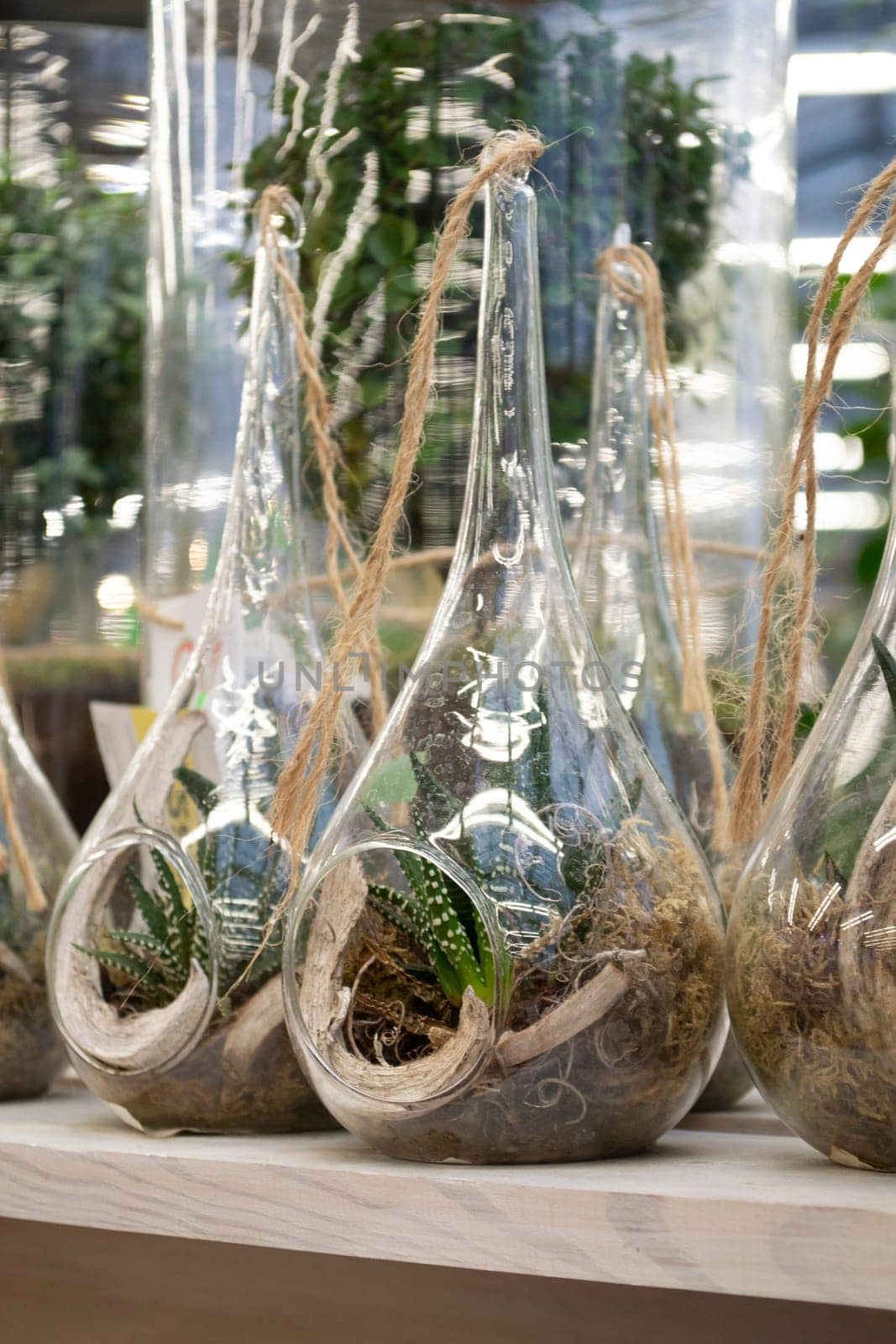 Amazing rain forest in a jar, save the earth concept. Vertical image