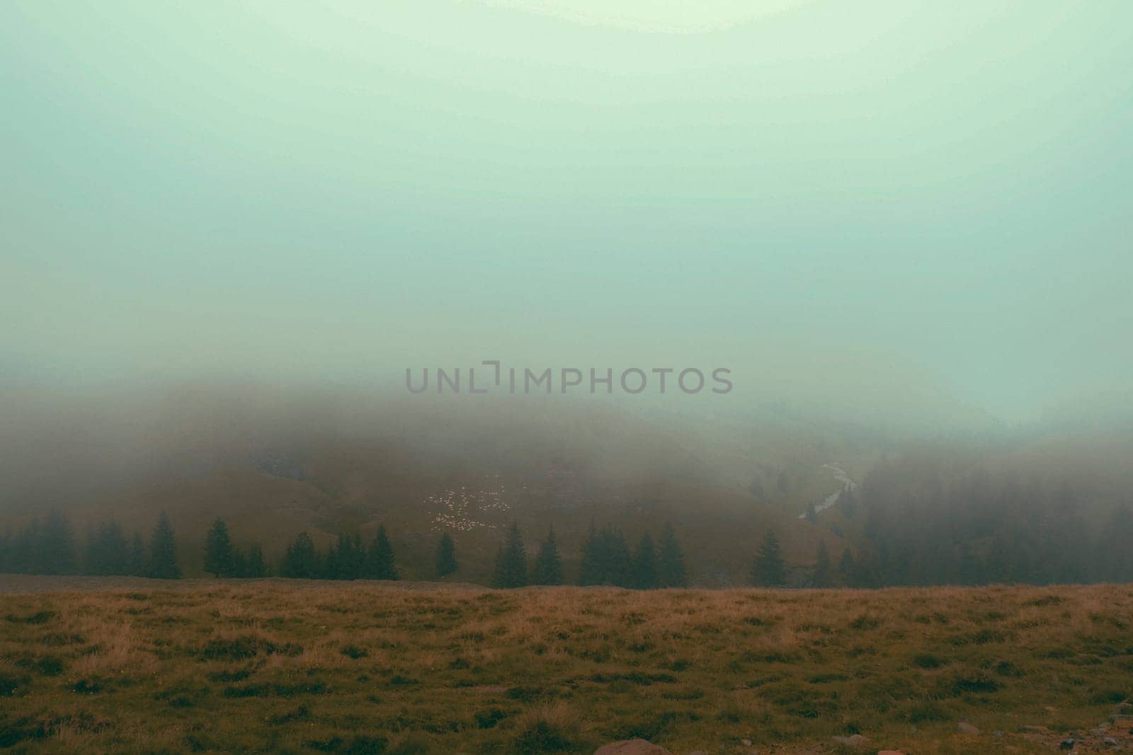 Panorama road after rains in Mountain Foggy Carpathian Mountains peaks on a foggy autumn morning with agriculture cows in field. Bucegi Mountains, Romania Europe