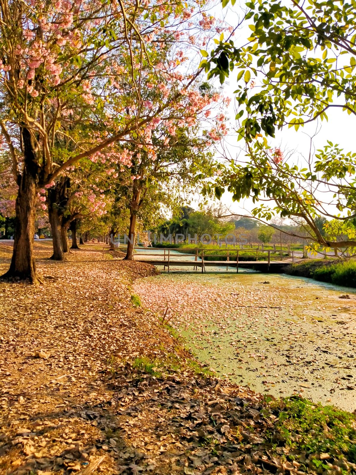 Beautiful Nature Photography Flowers Spring. Stunning scenic road under the pink shade of the flowers.  Breathtaking cherry blossom in spring. Cherry Blossom Petals cover the lake