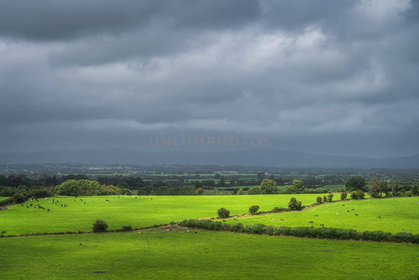 Herd of cattle grazing and resting on fresh green field or pasture illuminated by sunlight with dark, moody sky in background, Tipperary, Ireland