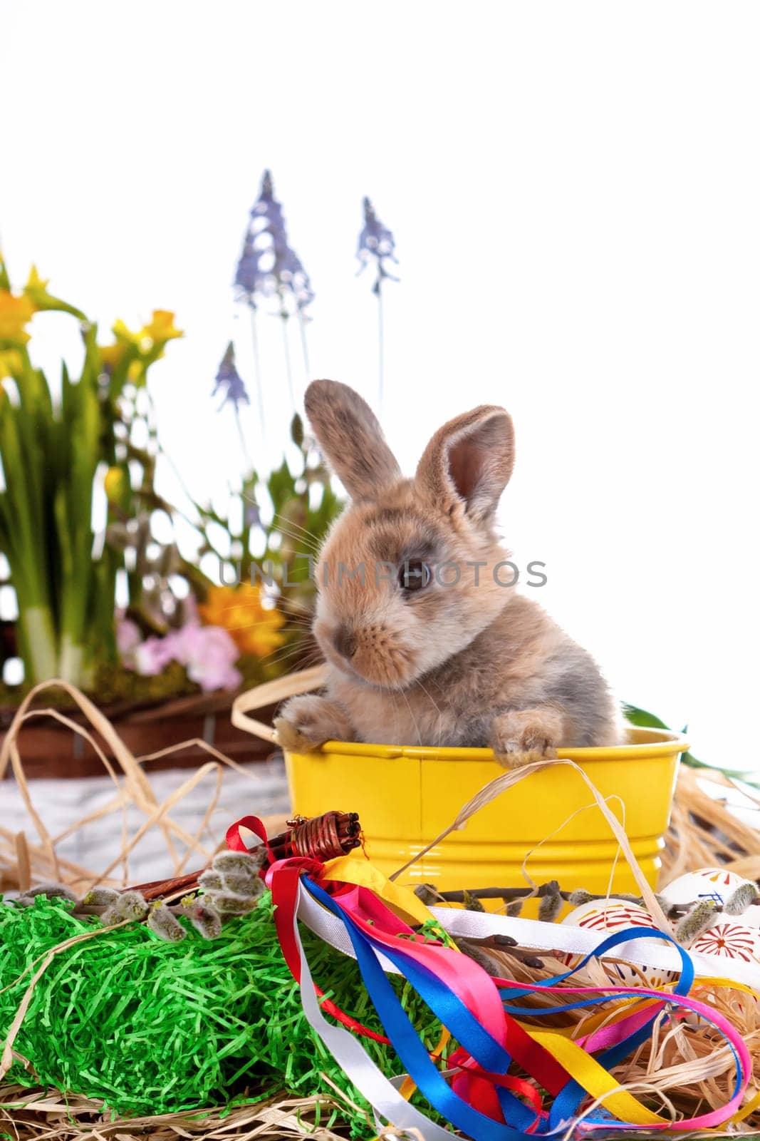 Cute dwarf rabbit with Easter motif on a white background. High quality photo