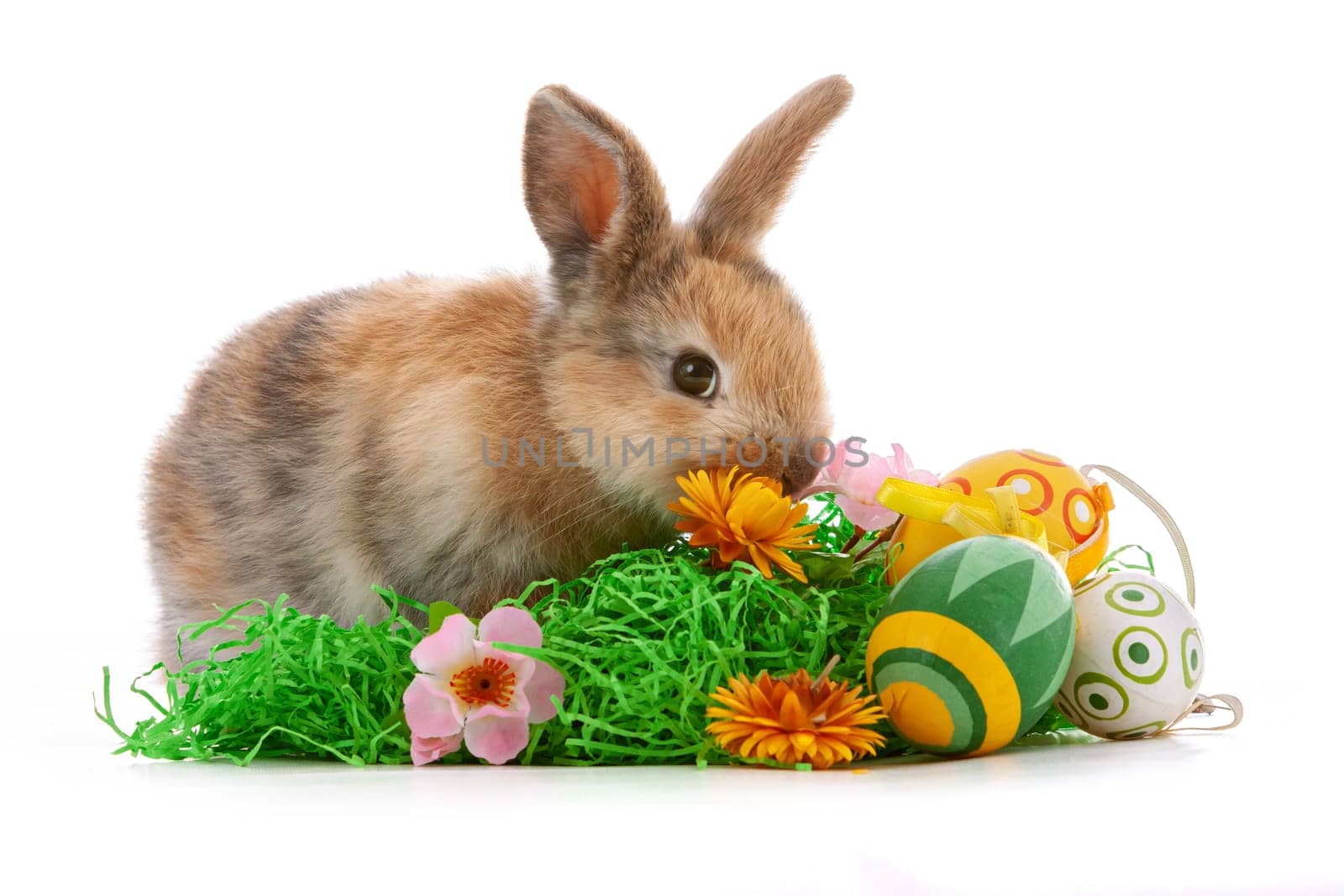 Cute dwarf rabbit with Easter motif on a white background. High quality photo