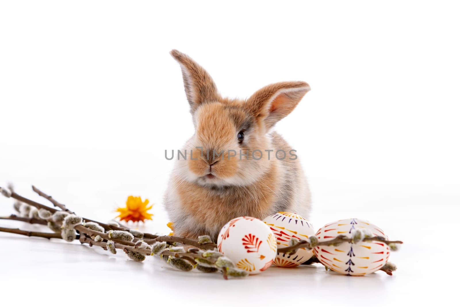 Cute dwarf rabbit with Easter motif on a white background. High quality photo
