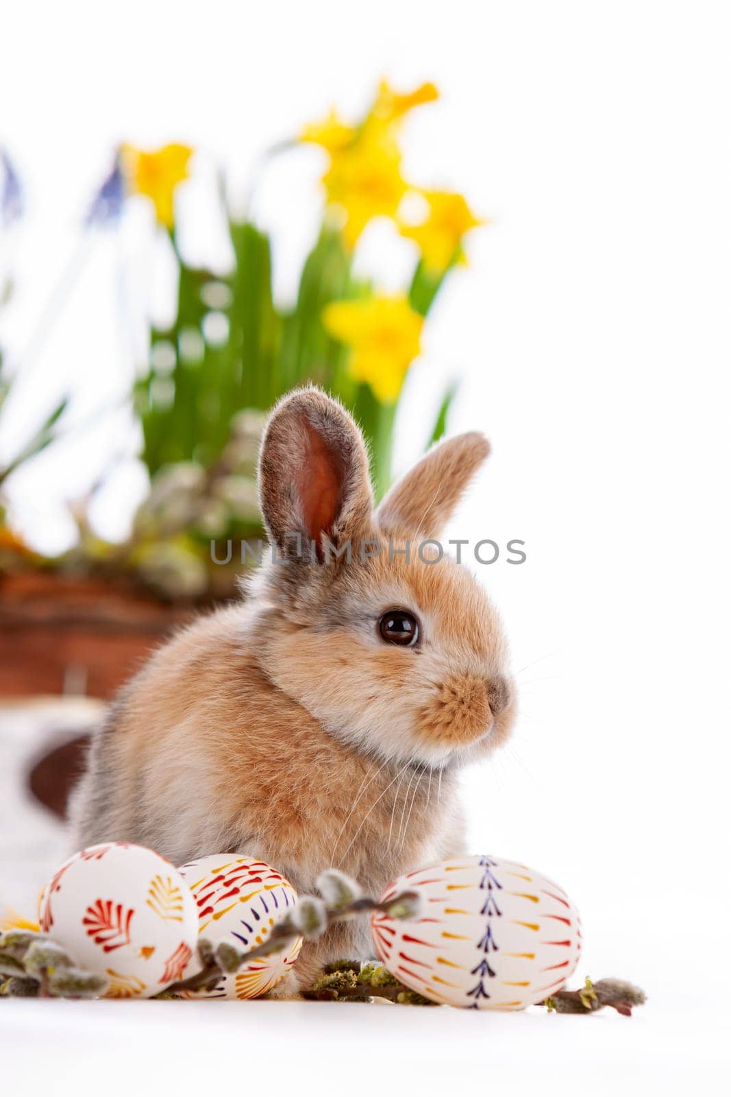 Cute dwarf rabbit with Easter motif on a white background. High quality photo