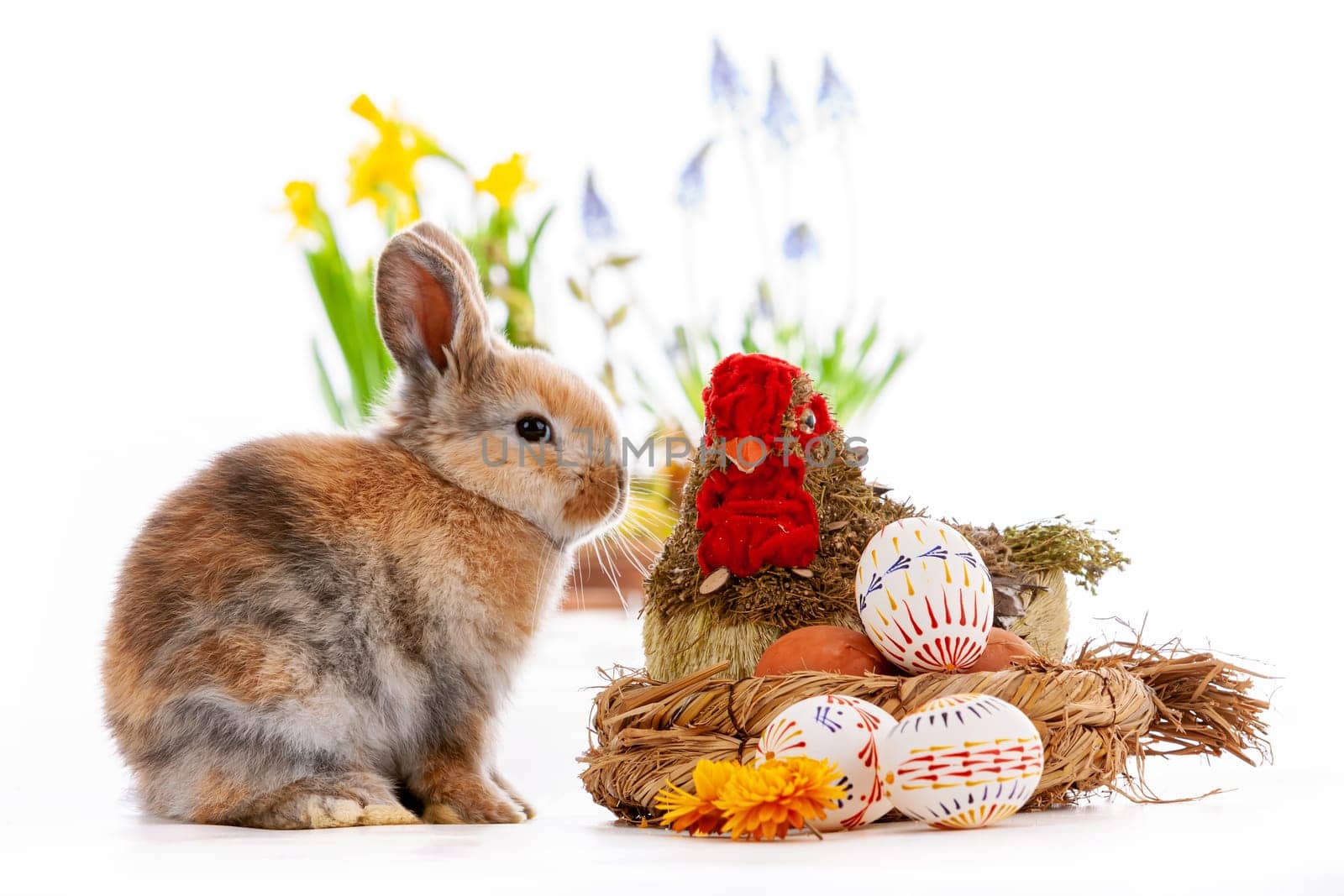 Cute dwarf rabbit with Easter motif on a white background. High quality photo