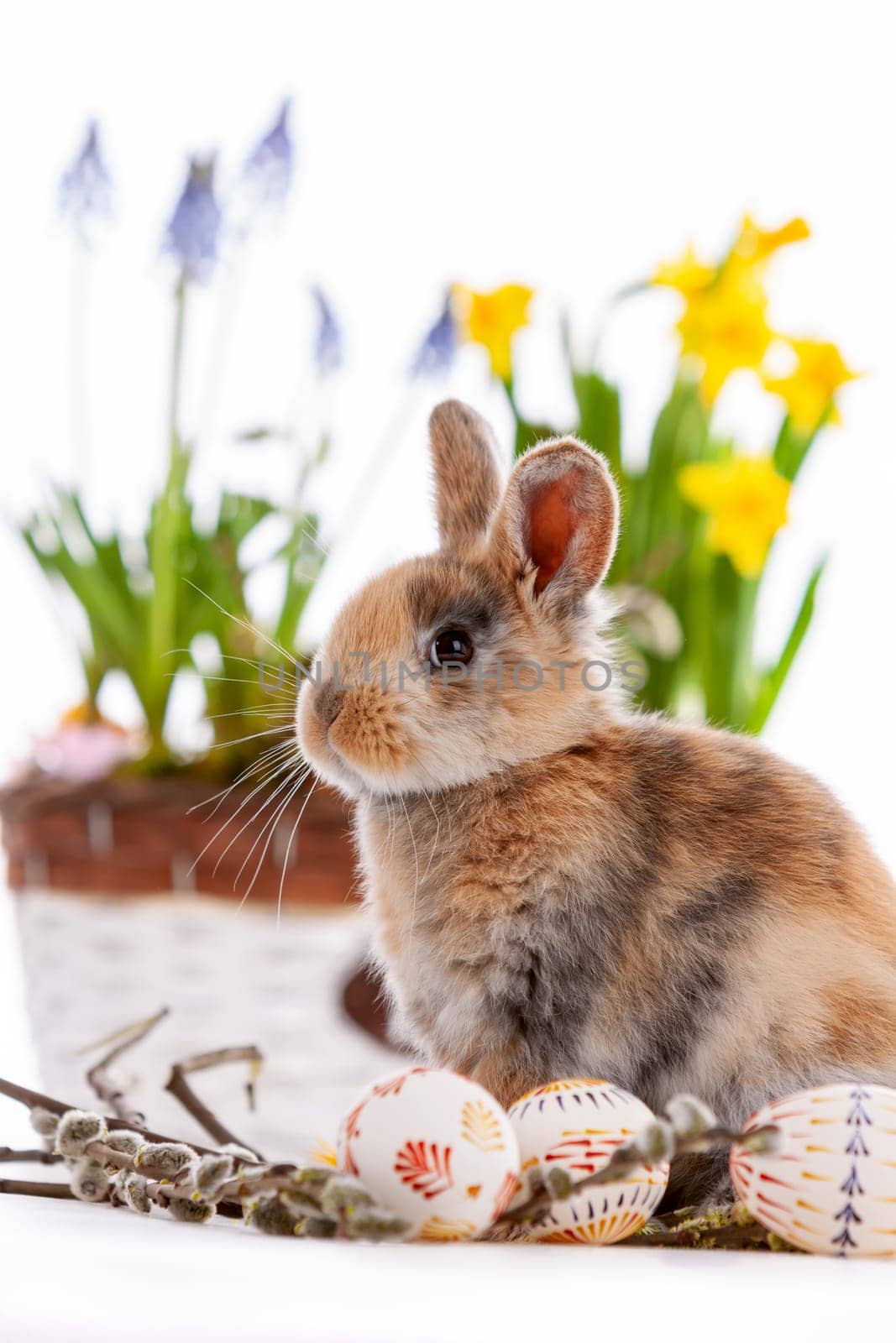 Cute dwarf rabbit with Easter motif on a white background. High quality photo