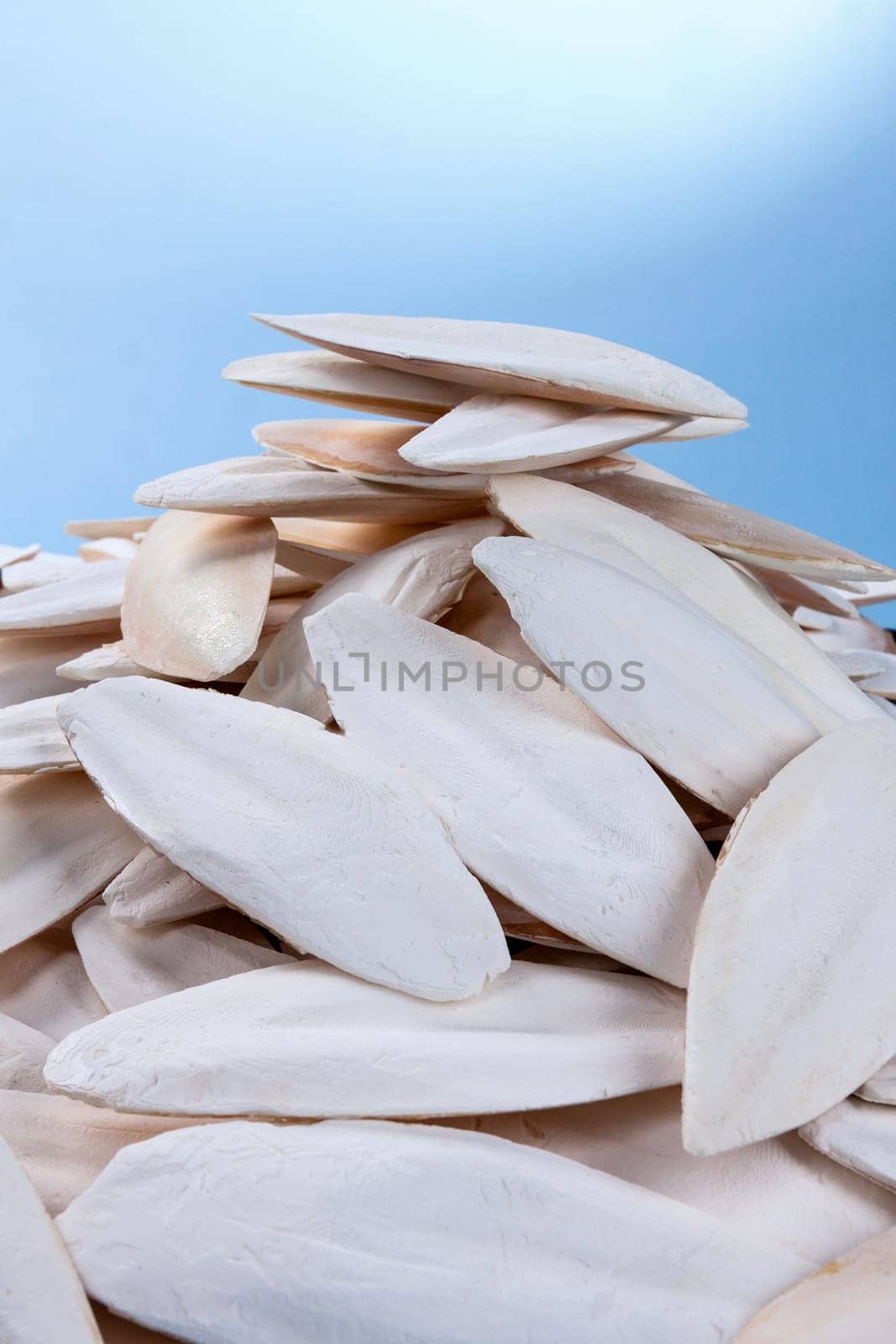 The internal shell or bone of dead cuttlefish. Cuttlefish bone on studio background. High quality photo