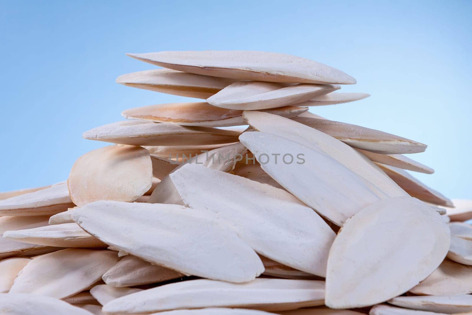 The internal shell or bone of dead cuttlefish. Cuttlefish bone on studio background. High quality photo