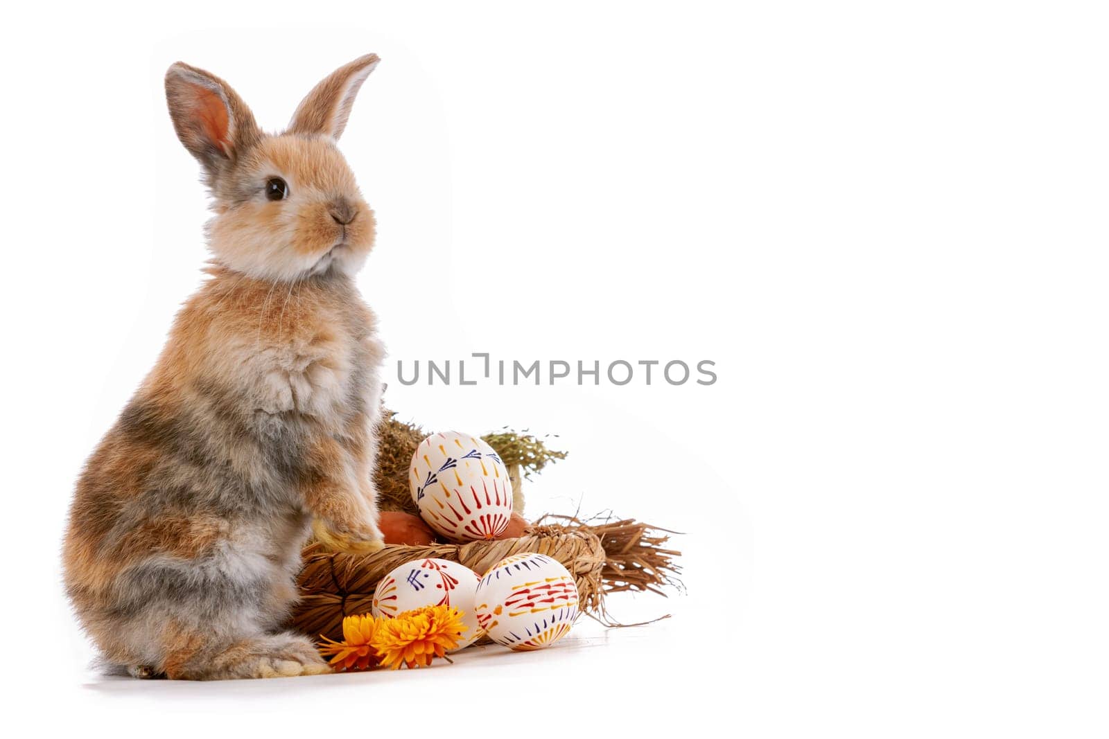 Cute dwarf rabbit with Easter motif on a white background. High quality photo