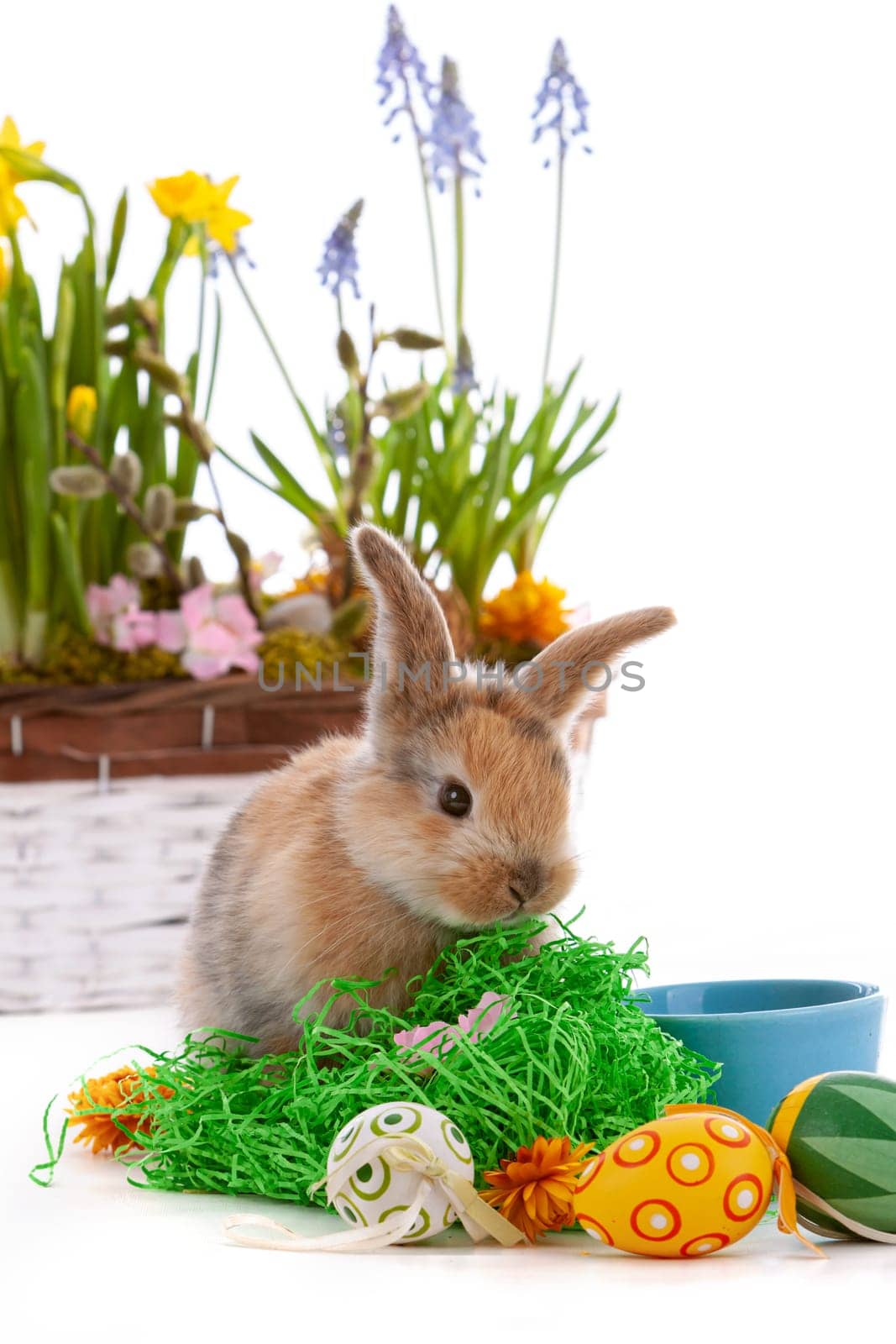 Cute dwarf rabbit with Easter motif on a white background. High quality photo