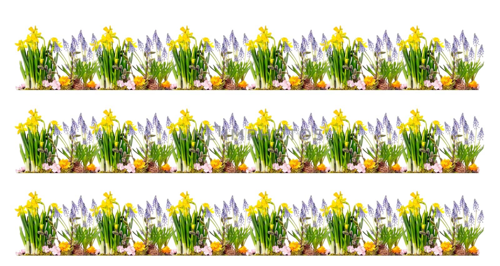 Green grass and spring flowers isolated on white background. High quality photo.