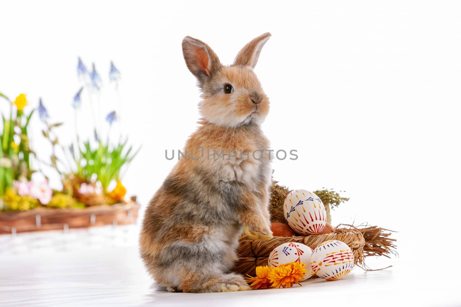 Cute dwarf rabbit with Easter motif on a white background. High quality photo