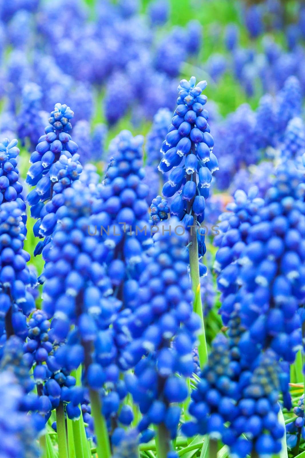 Blue grape hyacinth flowers as nice spring background