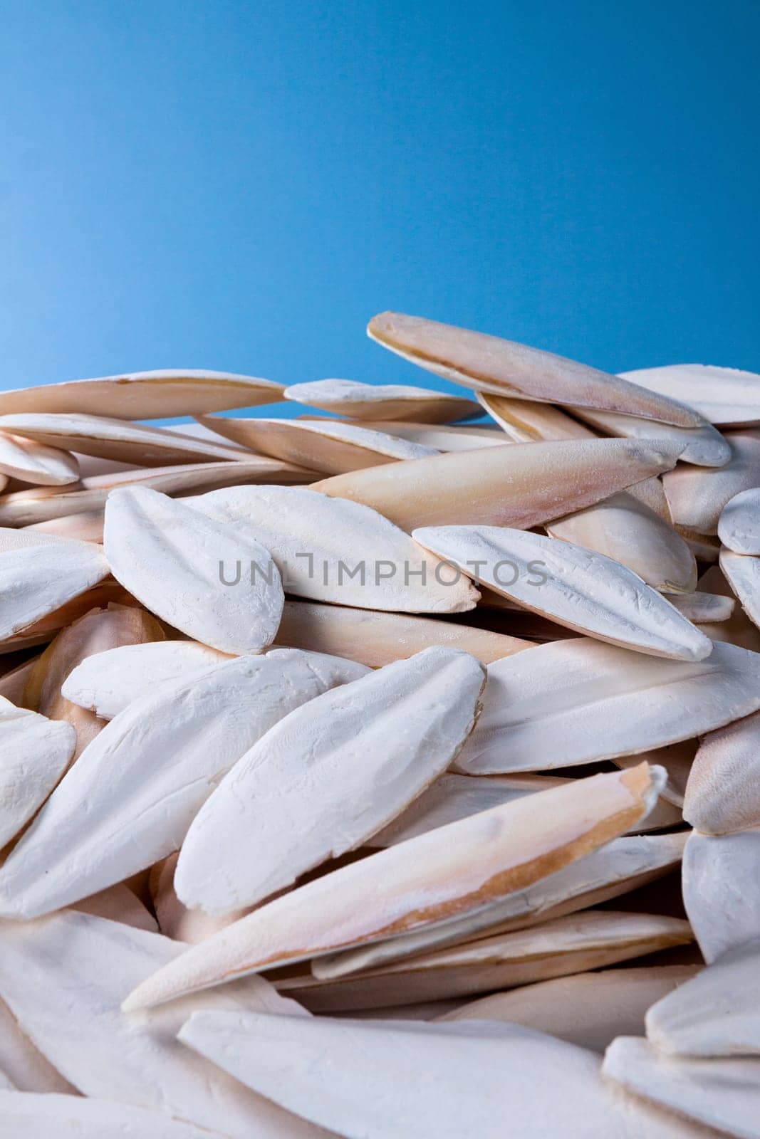 The internal shell or bone of dead cuttlefish. Cuttlefish bone on studio background. High quality photo