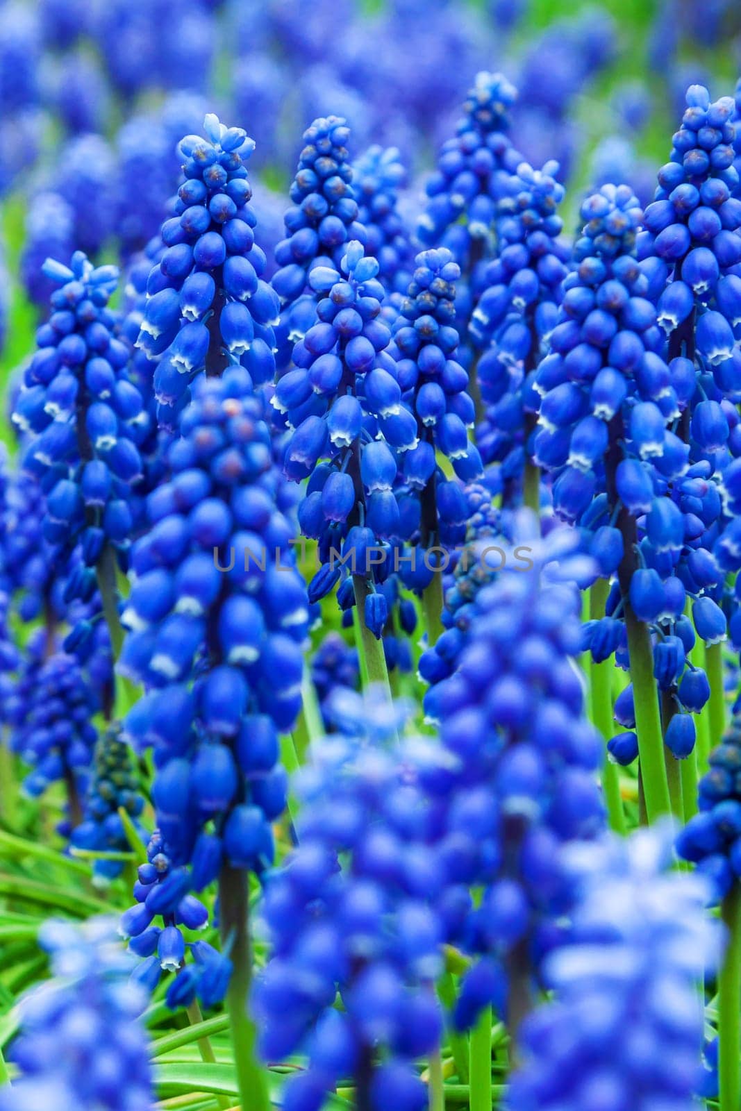 Blue grape hyacinth flowers as nice spring background