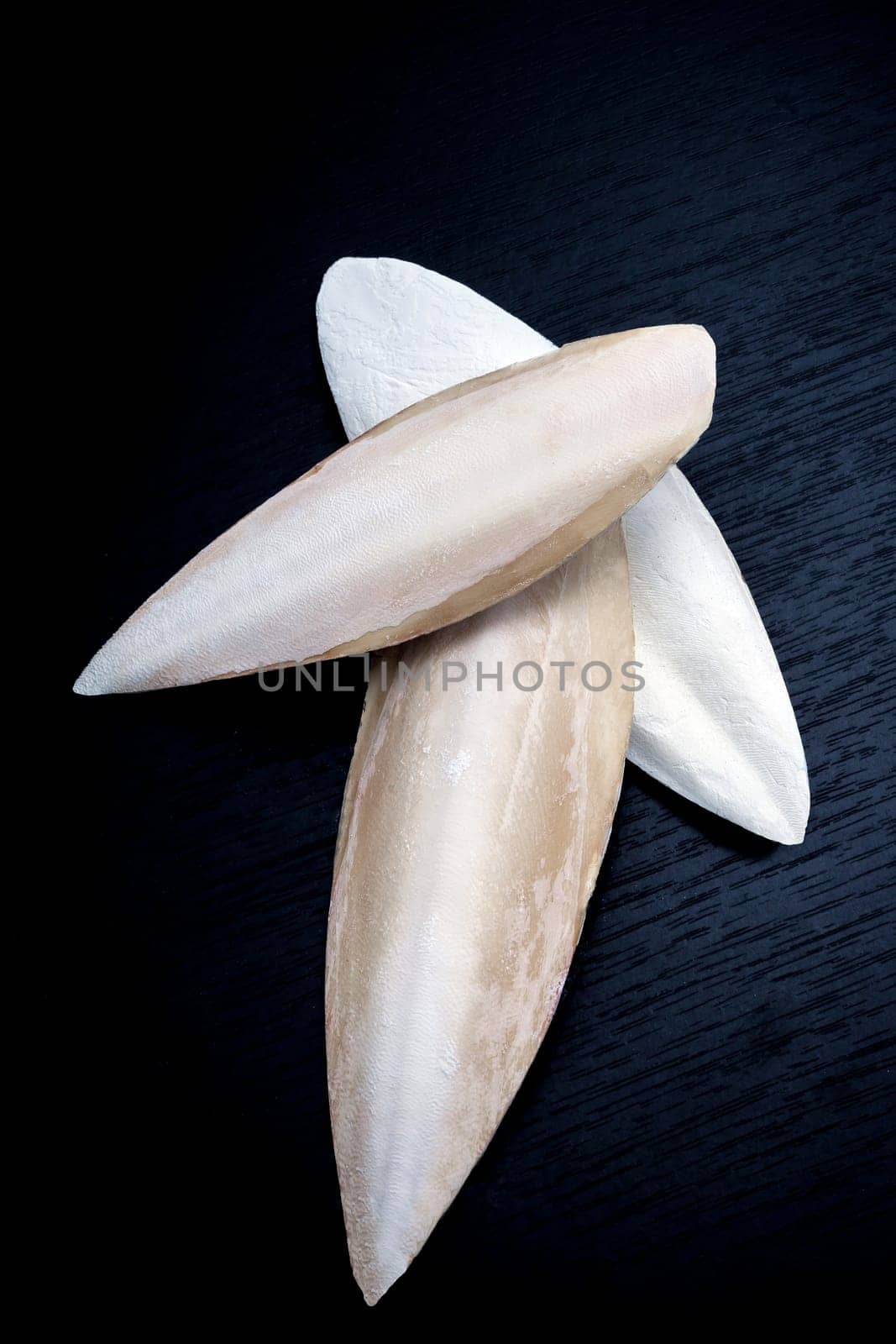 The internal shell or bone of dead cuttlefish. Cuttlefish bone on studio background. High quality photo