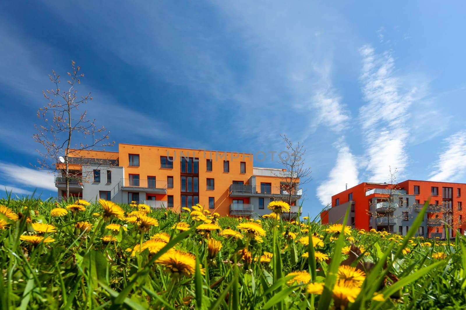 Yellow dandelions in the sun against a city houses. Pardubice