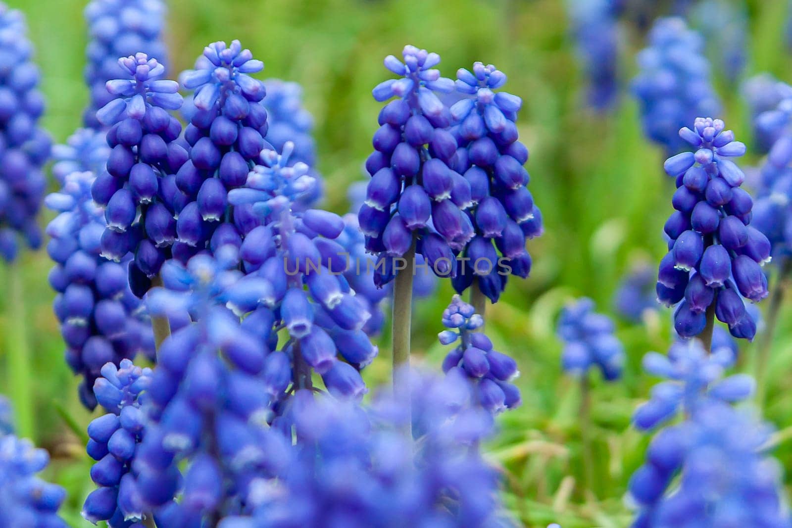 Blue grape hyacinth flowers as nice spring background